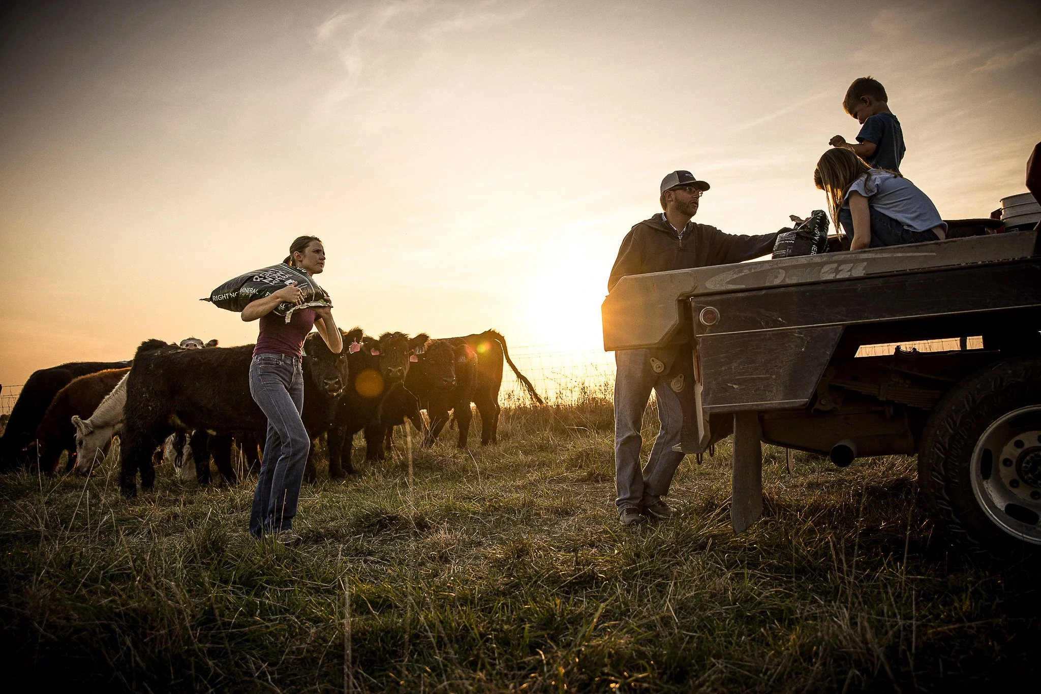 A family of five, including two children, loading supplies into a truck in a rural field at sunset, with a herd of cows nearby.