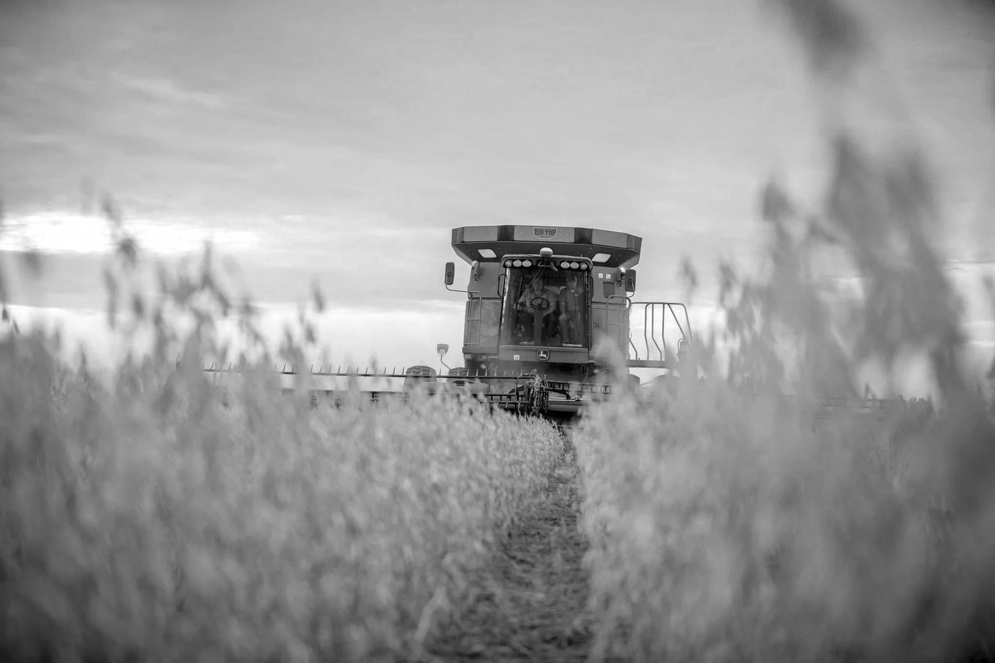 A black and white photo of a tractor working in a field, viewed from ground level through plants.