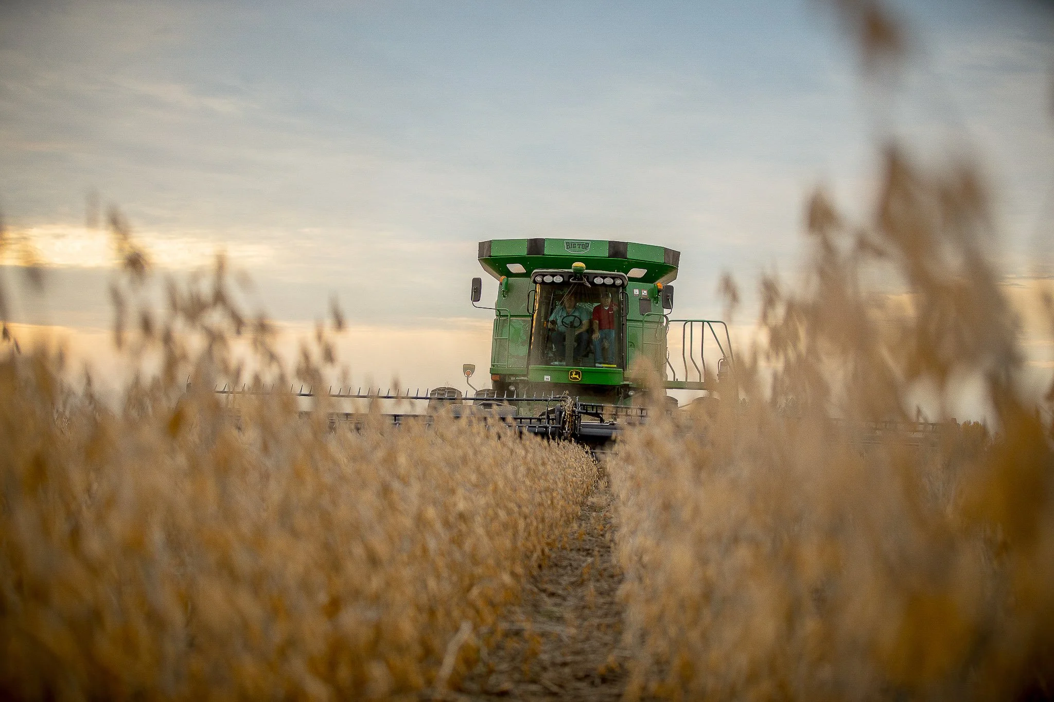 A green John Deere combine harvester working in a wheat field during sunset.