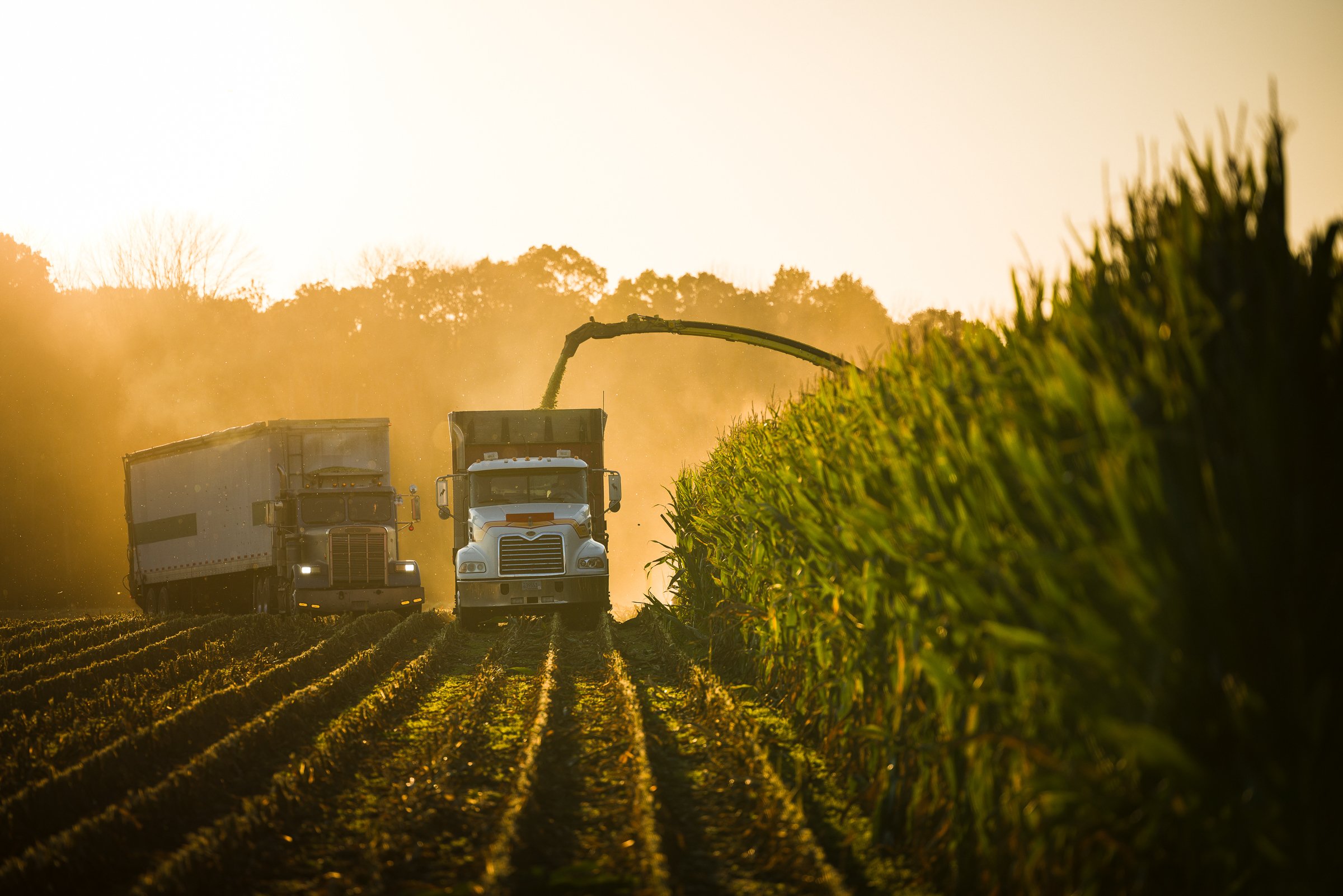 Two large trucks working in a soybean field during sunset, one spreading fertilizer over the crops.