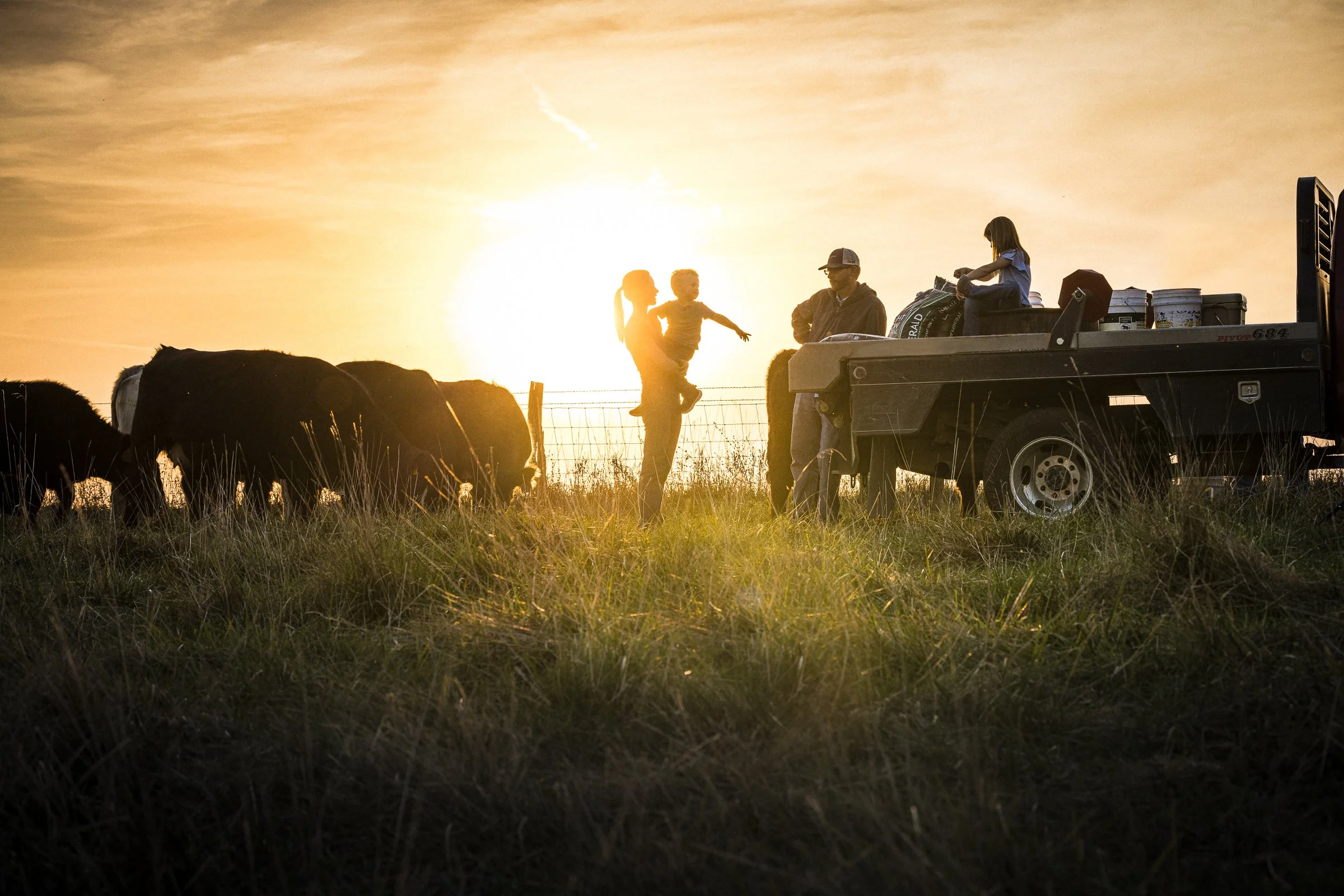 People herding cattle at sunset on a farm, with a tractor and a child on it, and a woman interacting with a young child, in a rural setting.