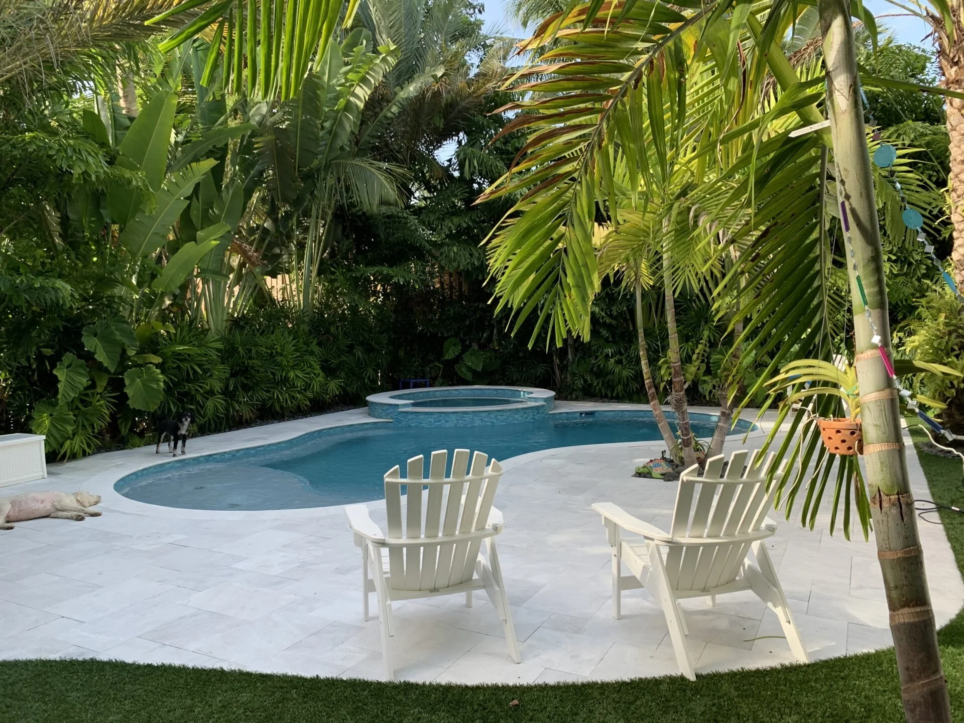 A backyard scene featuring a swimming pool with two white lounge chairs on a white tiled deck, surrounded by lush green tropical plants and trees, with dogs resting on the ground.