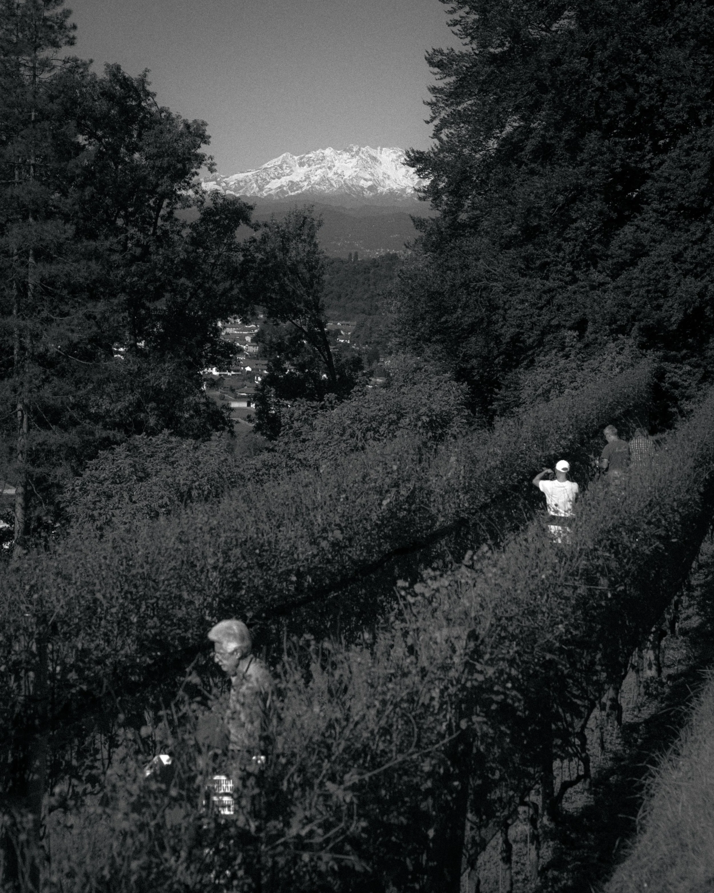 Sommo Clivo, Vendemmia - Azzate 2025