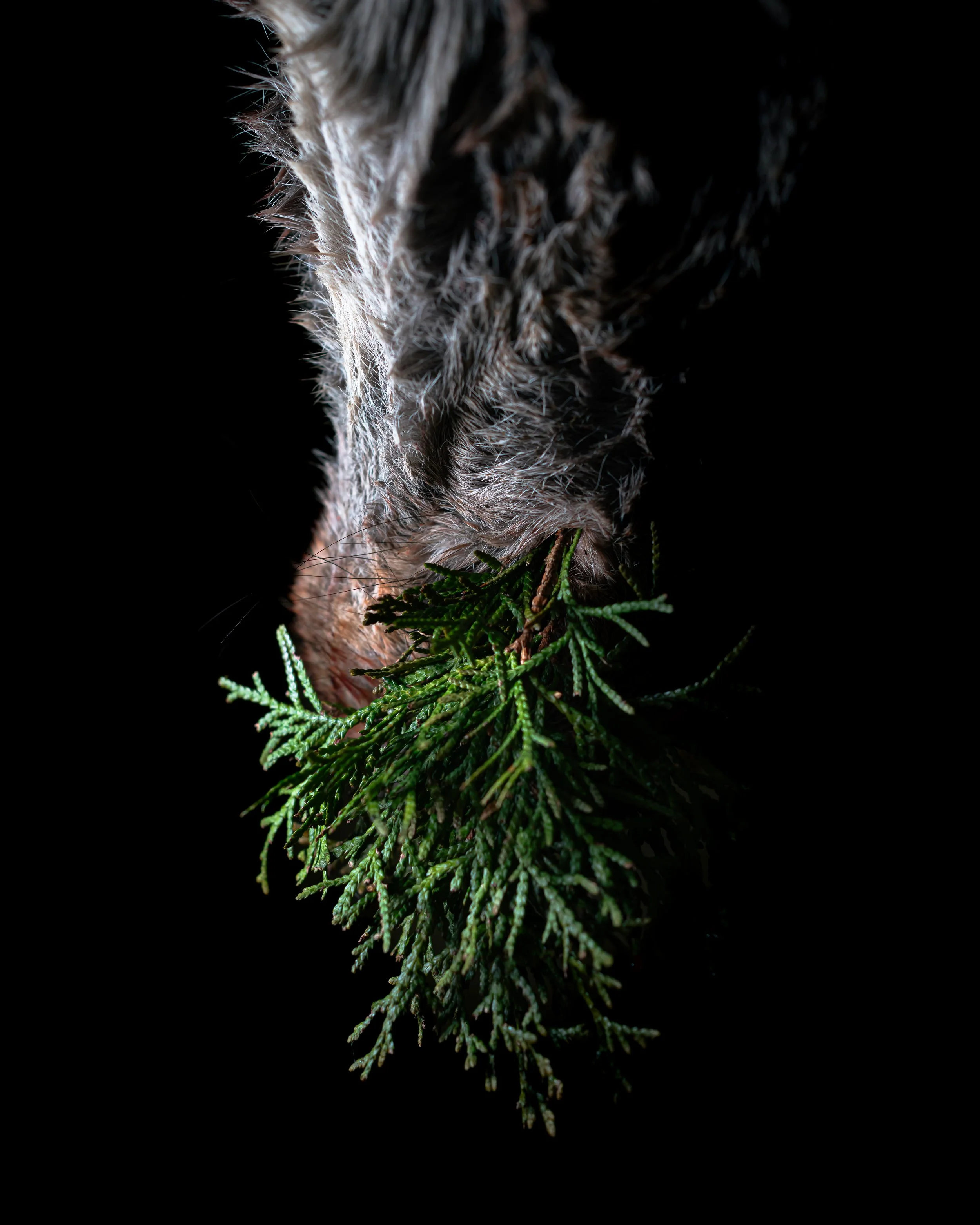 Abitat, Cervo - Como 2023