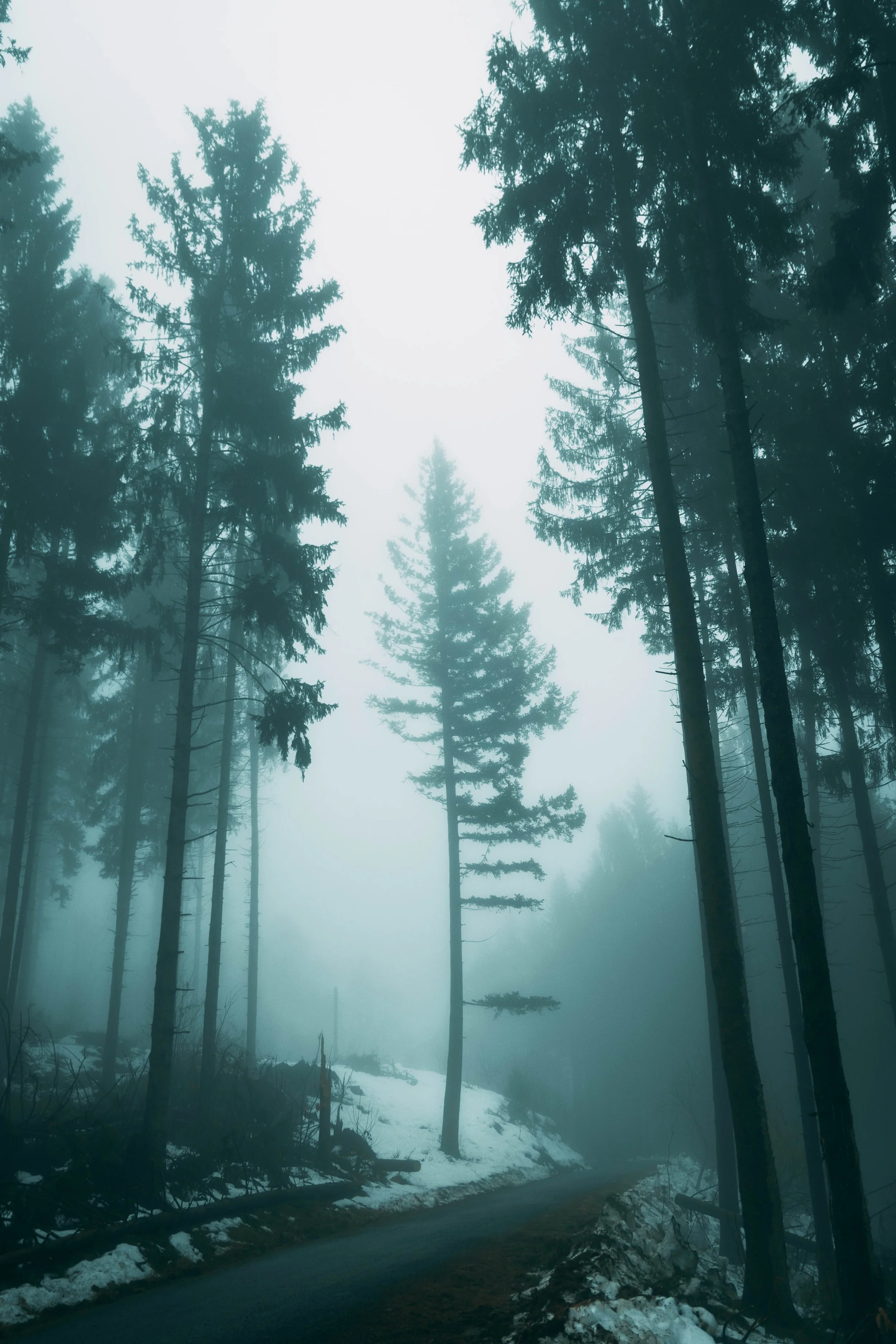 DSC_0004.png - Isolato.jpg