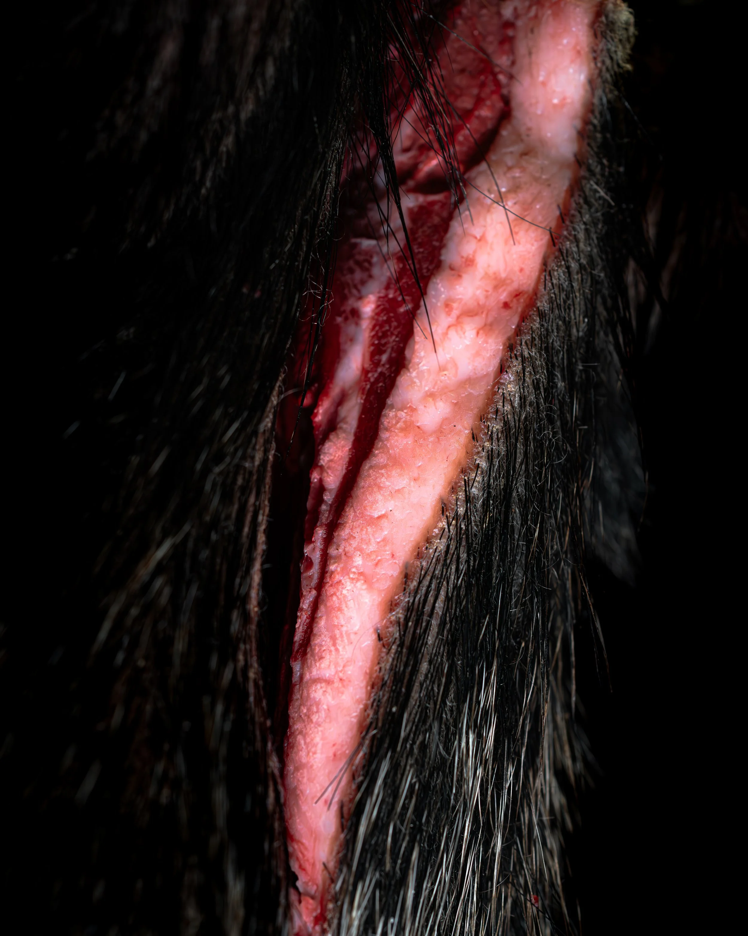 Abitat, Cinghiale - Como 2023