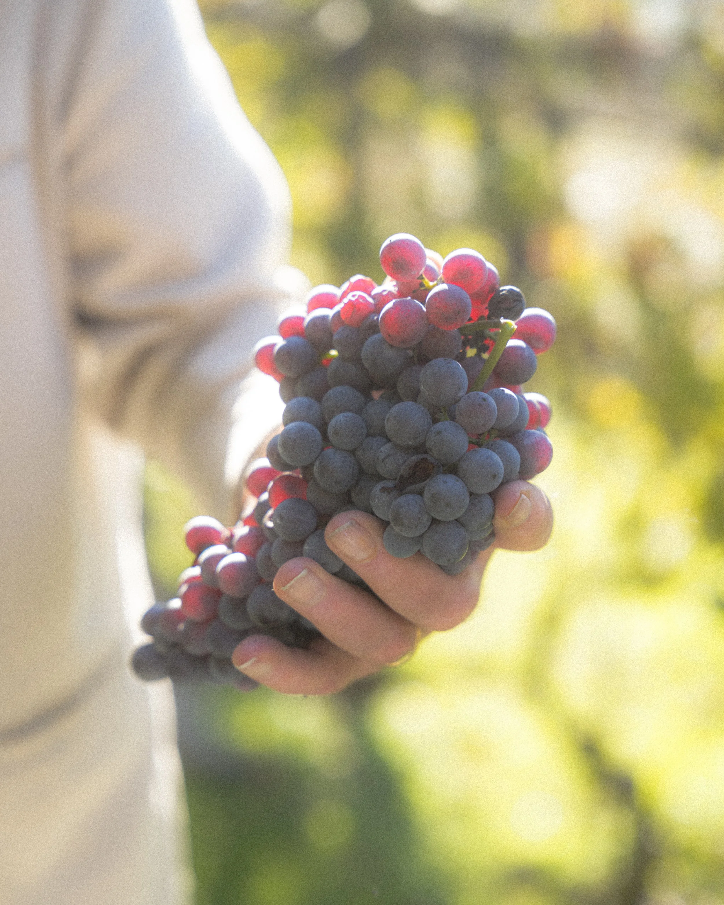 Sommo Clivo, Vendemmia - Azzate 2025