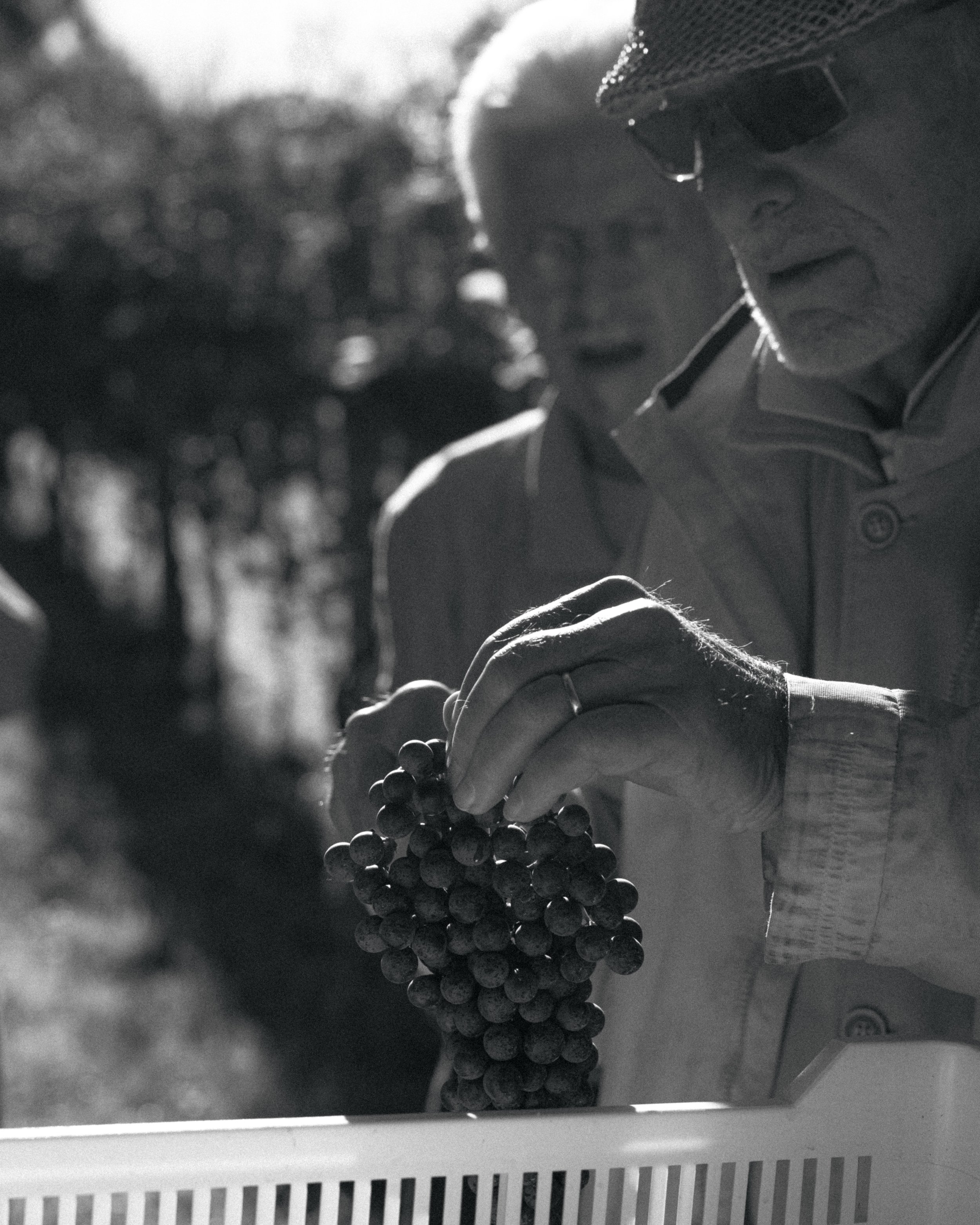 Sommo Clivo, Alessio Fornasetti - Azzate 2025