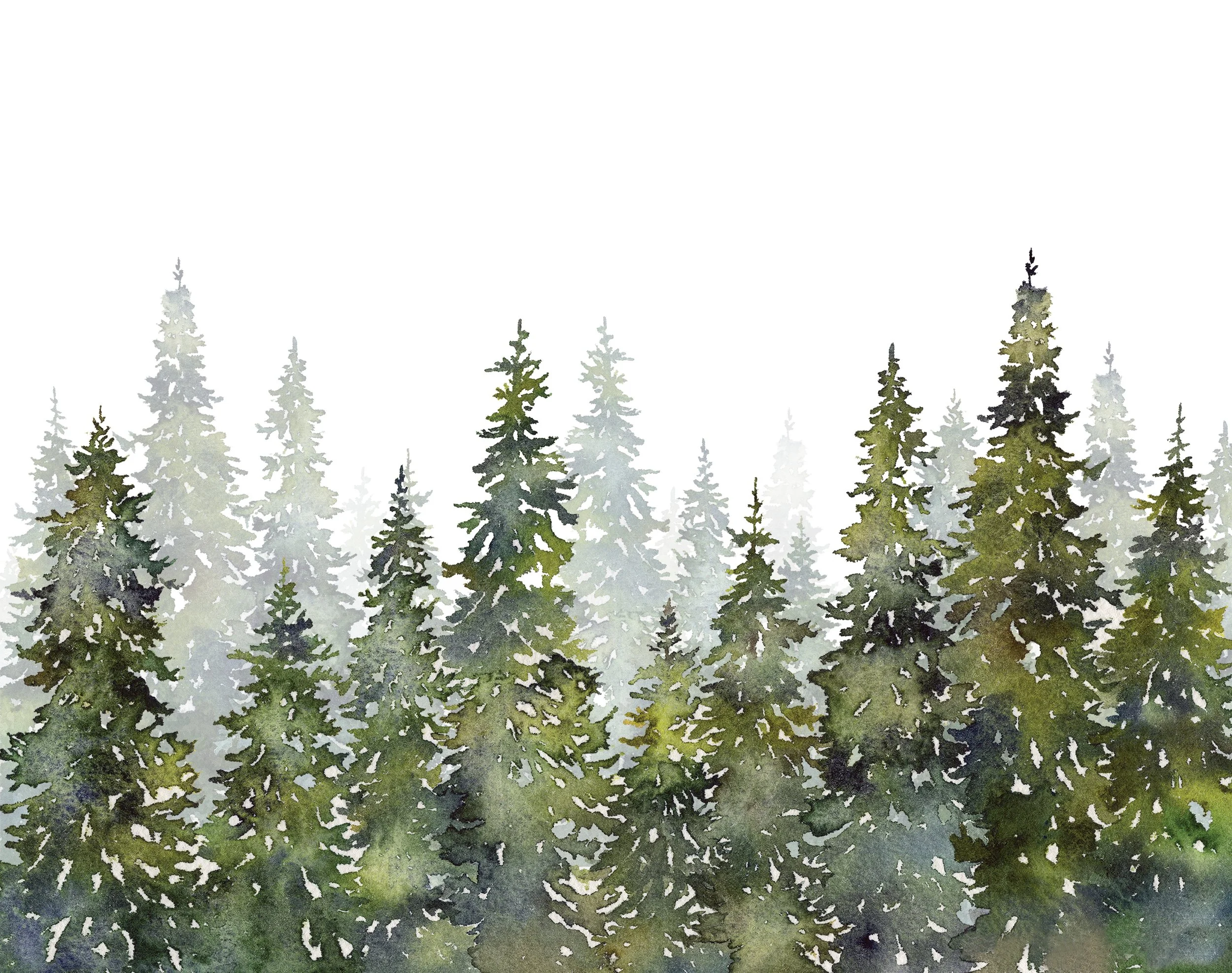Watercolor painting of a forest with tall evergreen trees and a white sky.