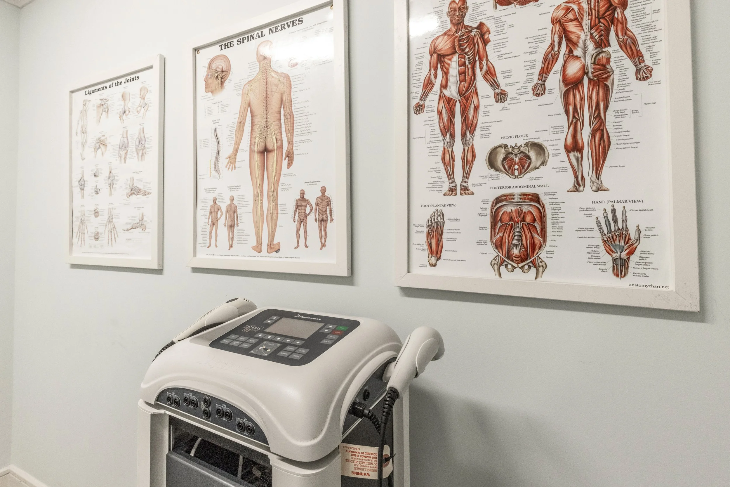 Medical posters depicting human anatomy, including the spinal nerves, ligaments of the joints, and muscular structures, with a physiotherapy or medical device below.