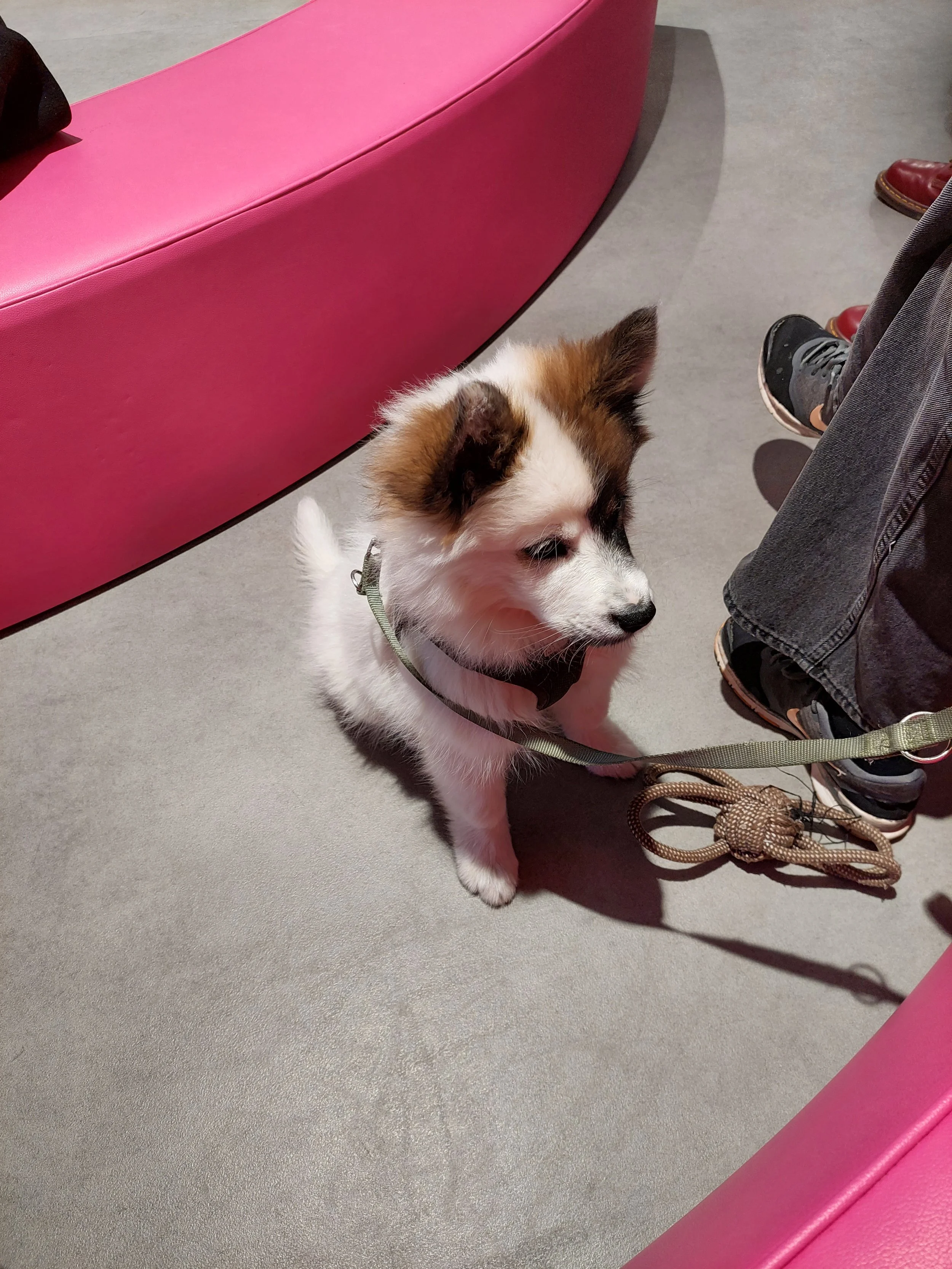 AM23, Hund, Foto Anke Ulbrich