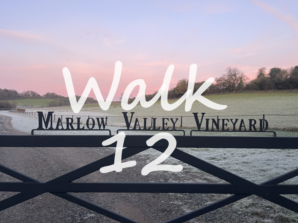 Walk 12: Mundaydean, Marlow Common, Bovingdon Green