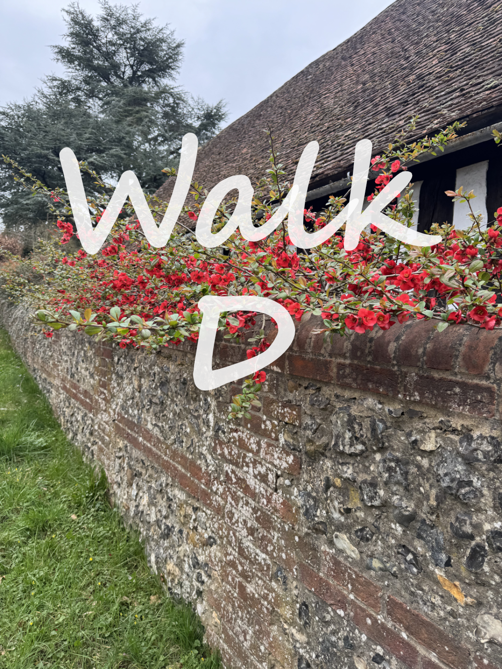 Walk D: Henley on Thames: Town, River and Woodland (with lunch at Greys Court)