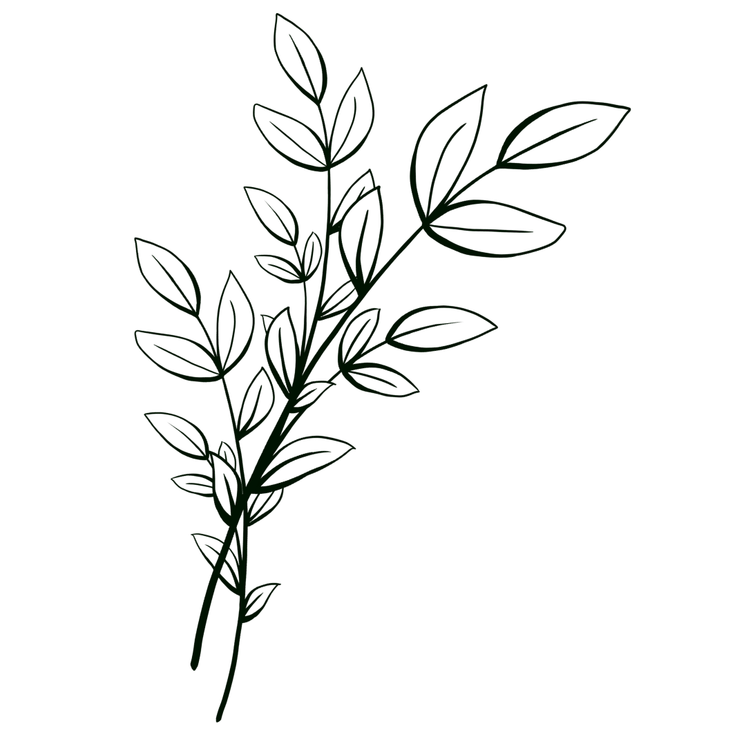 Outline drawing of a leafy plant or herb with multiple leaves on each stem.