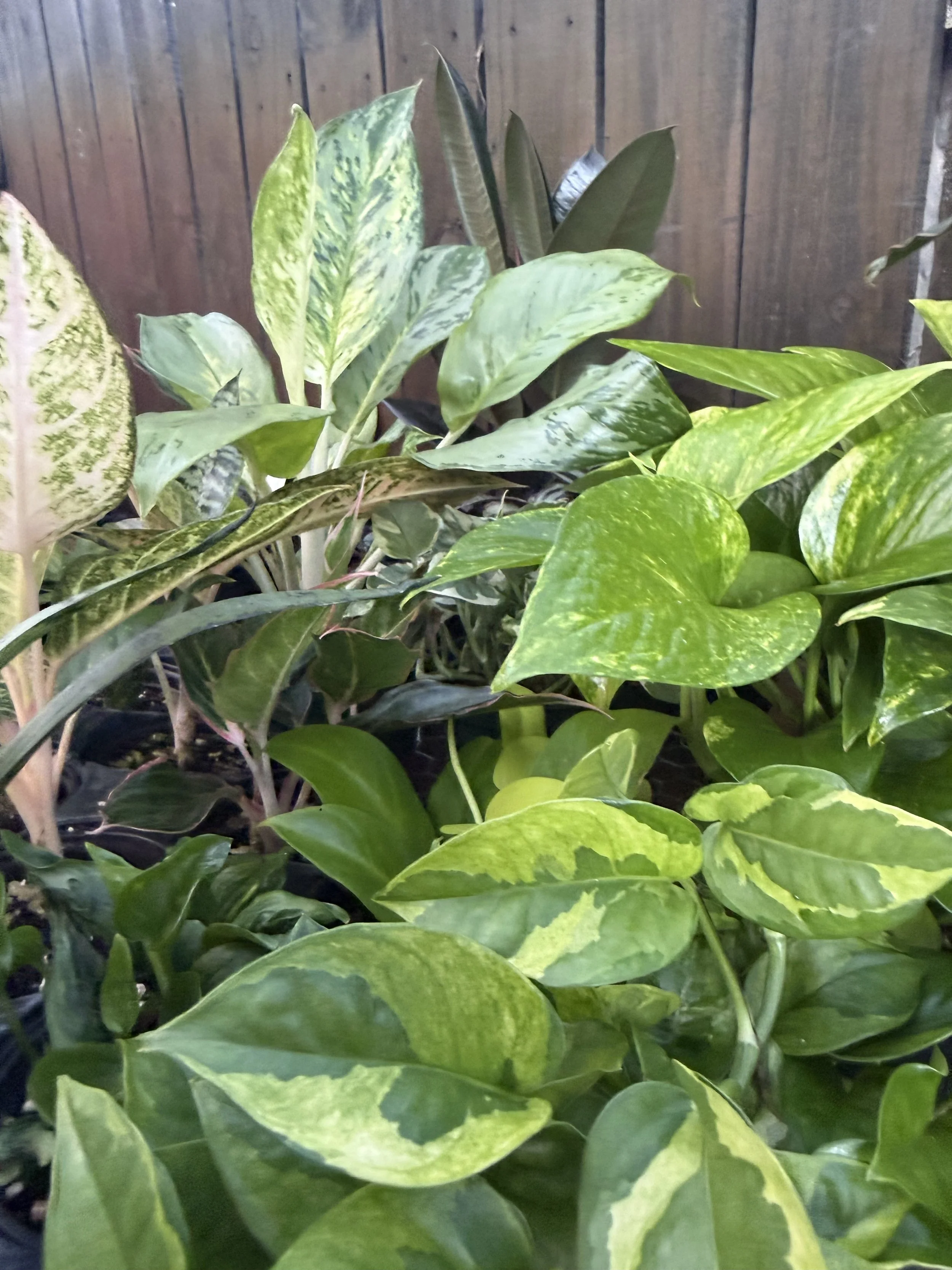 image3 (1).jpeg