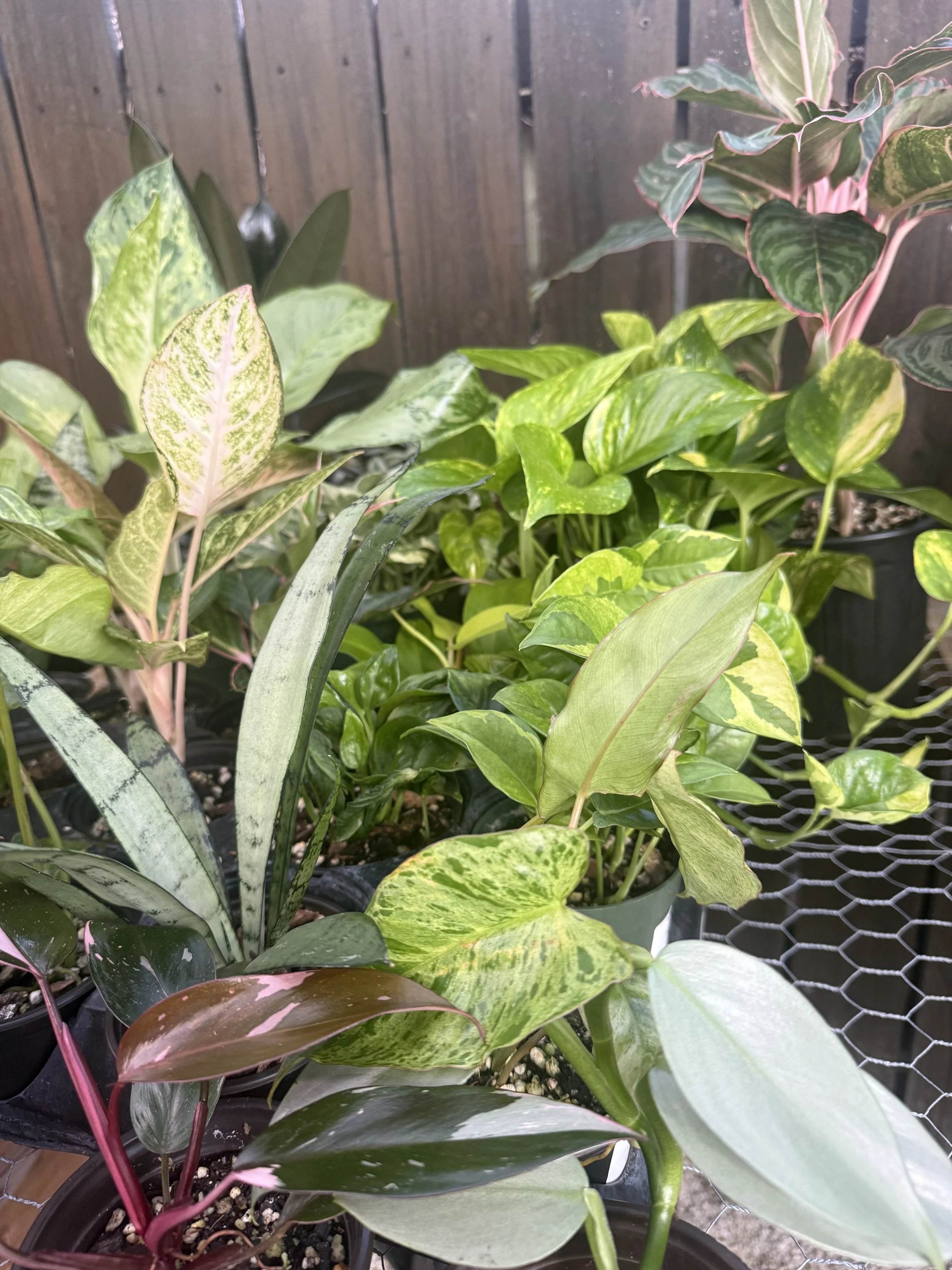 image1 (4).jpeg