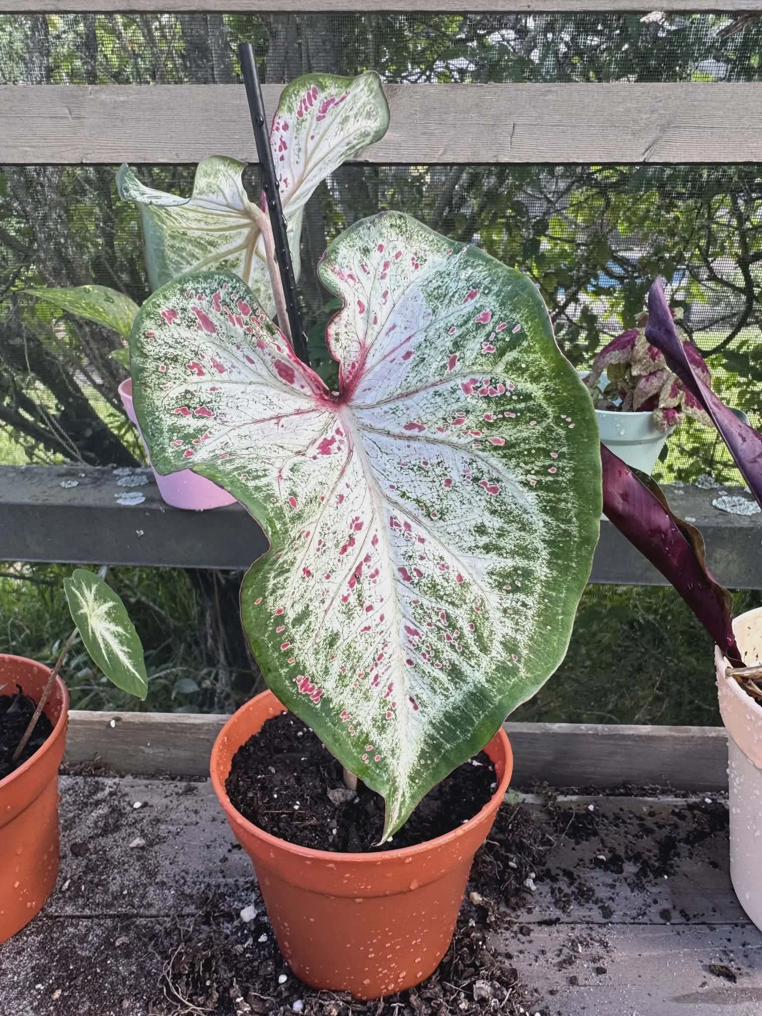 Plant Bingo Plants