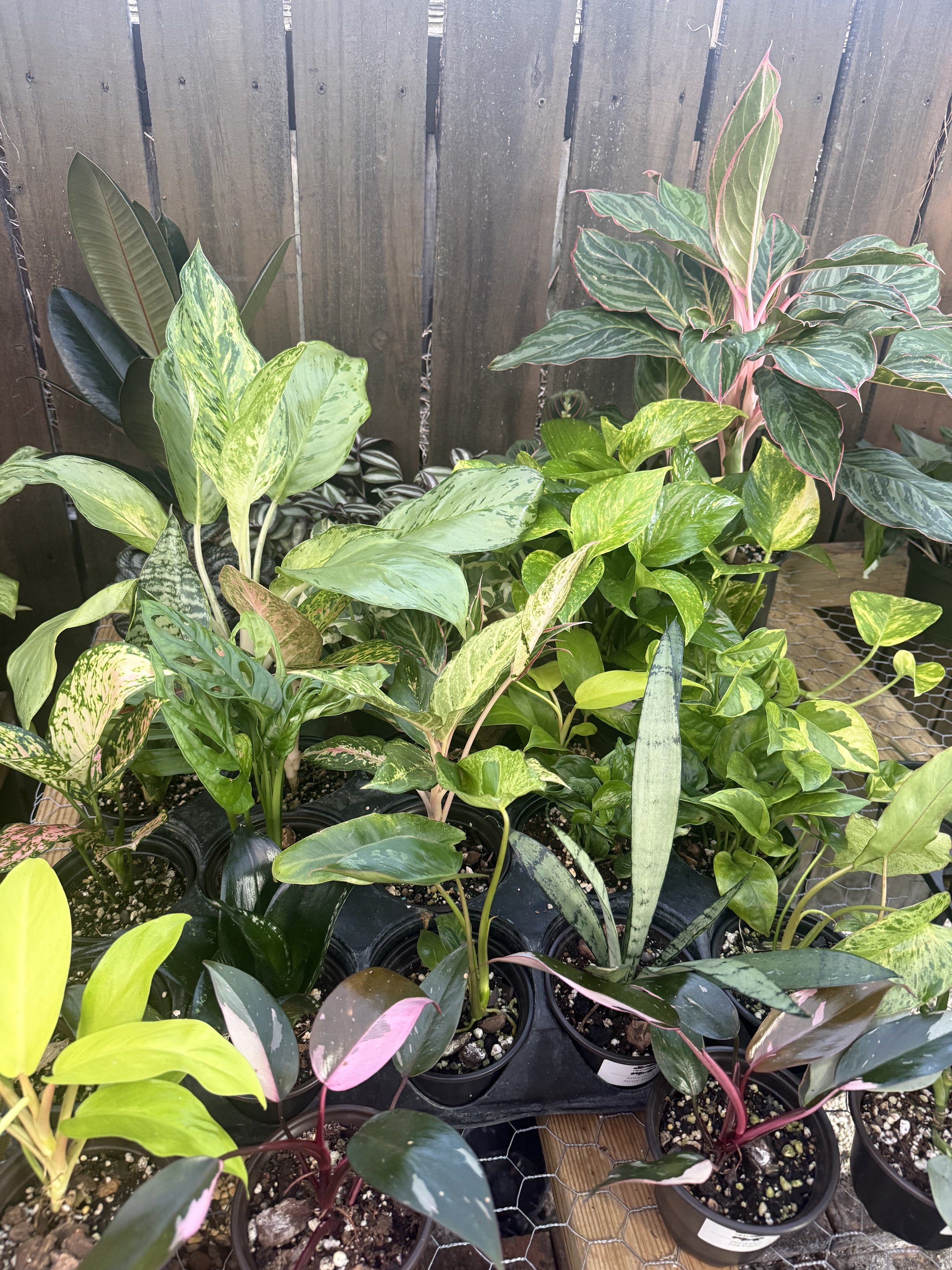 image2 (3).jpeg