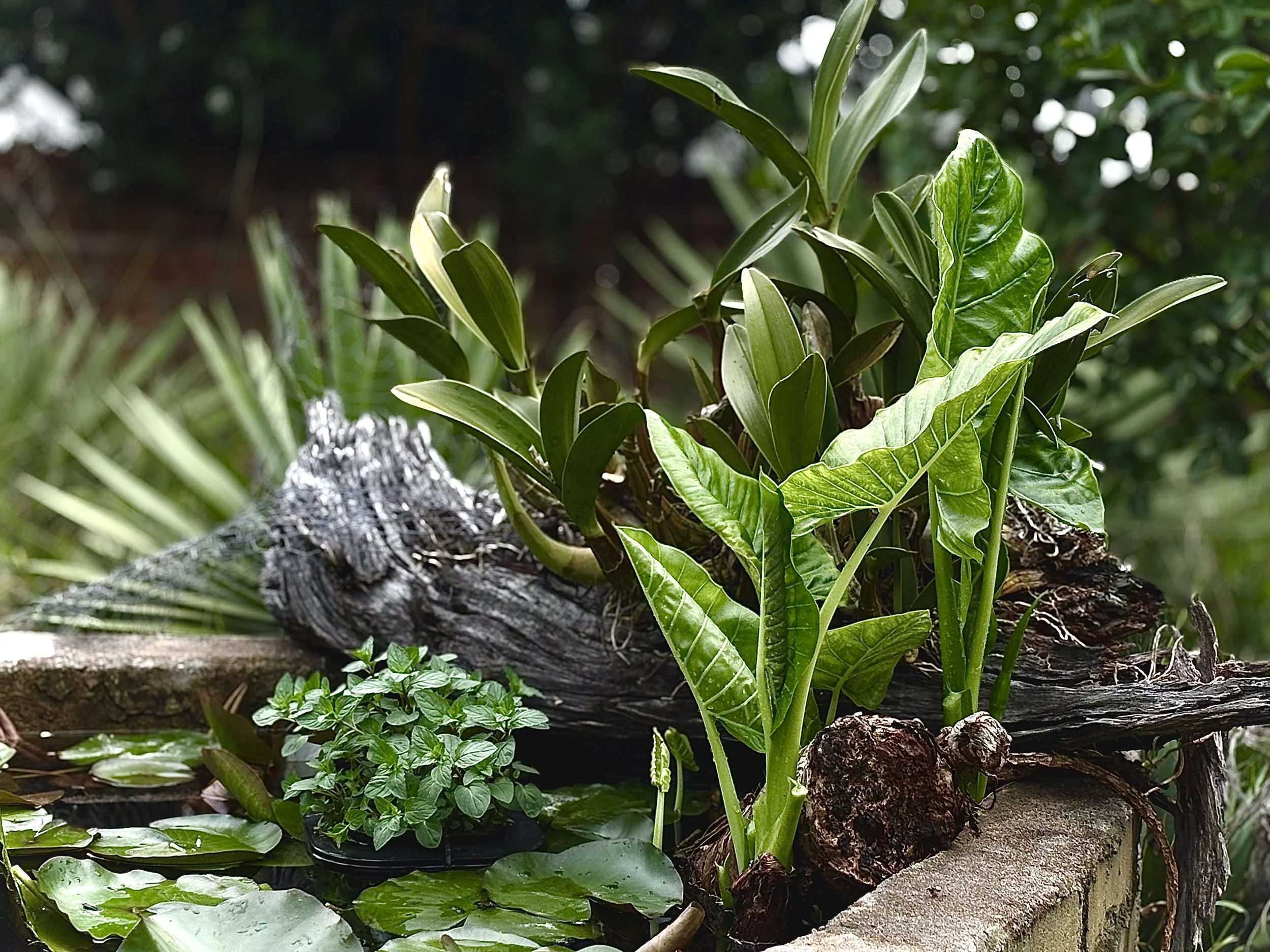 Calm Blue Space Nature Based Intervention Sensory garden