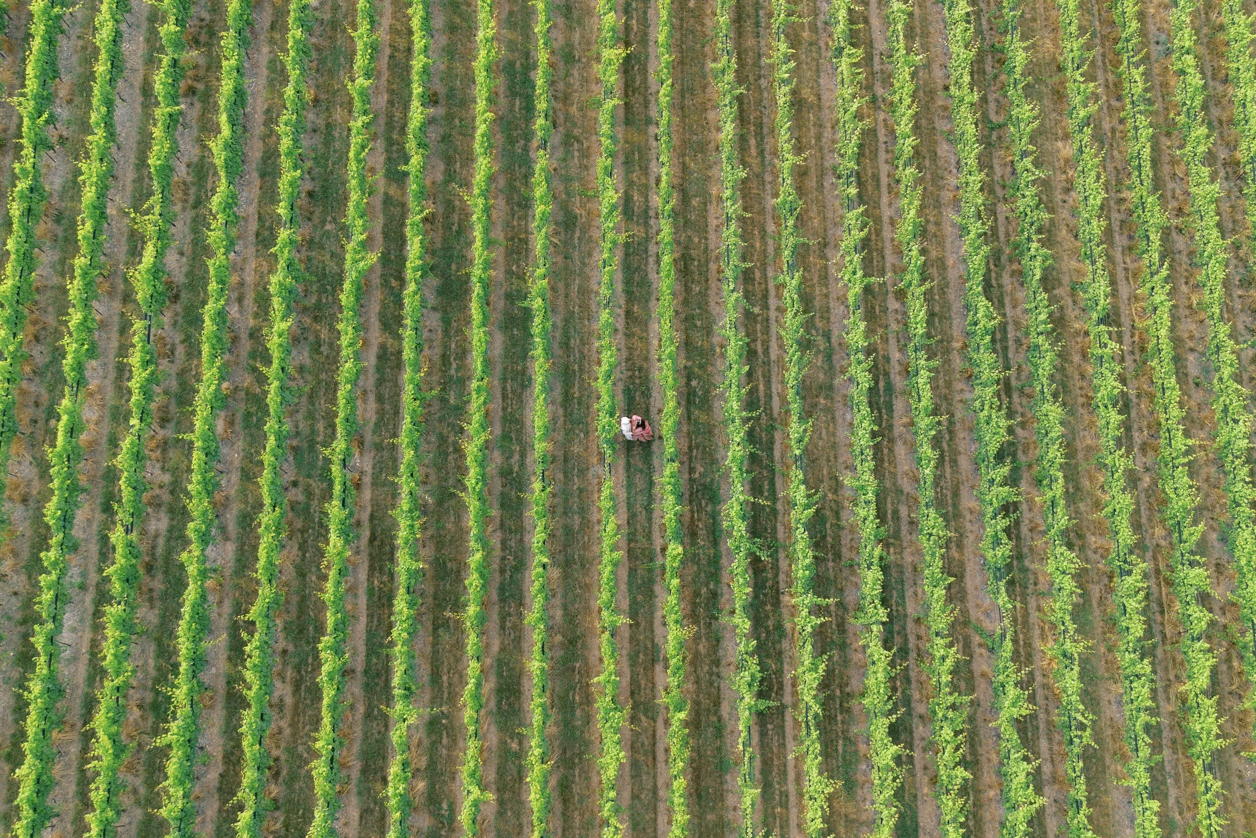 Drone Shot over Vineyards.JPG
