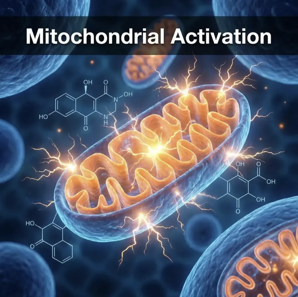 Energy & Mitochondrial Activation Circuit