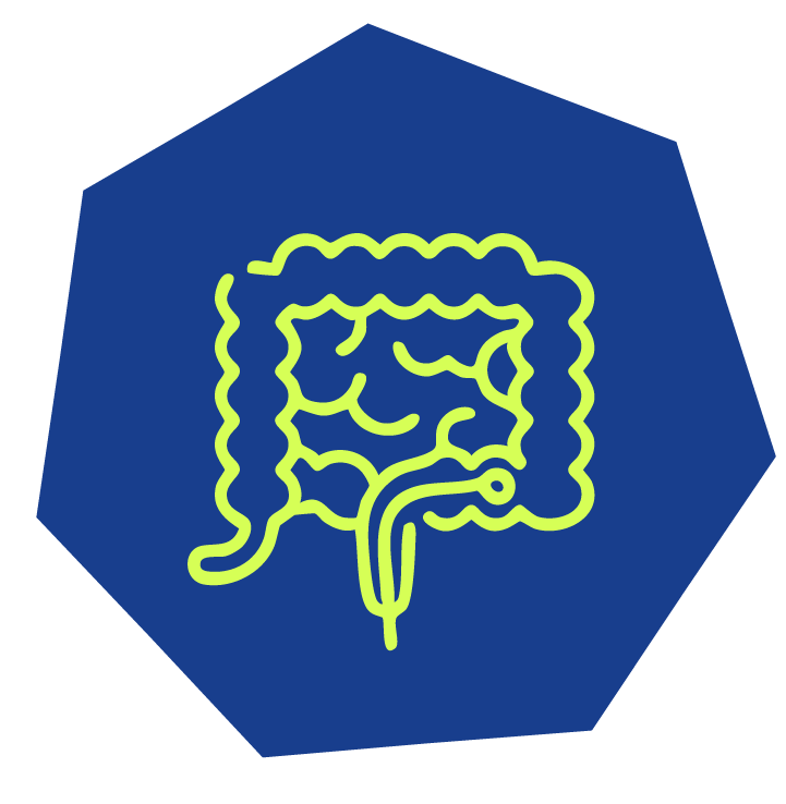 Digestive Health Icon