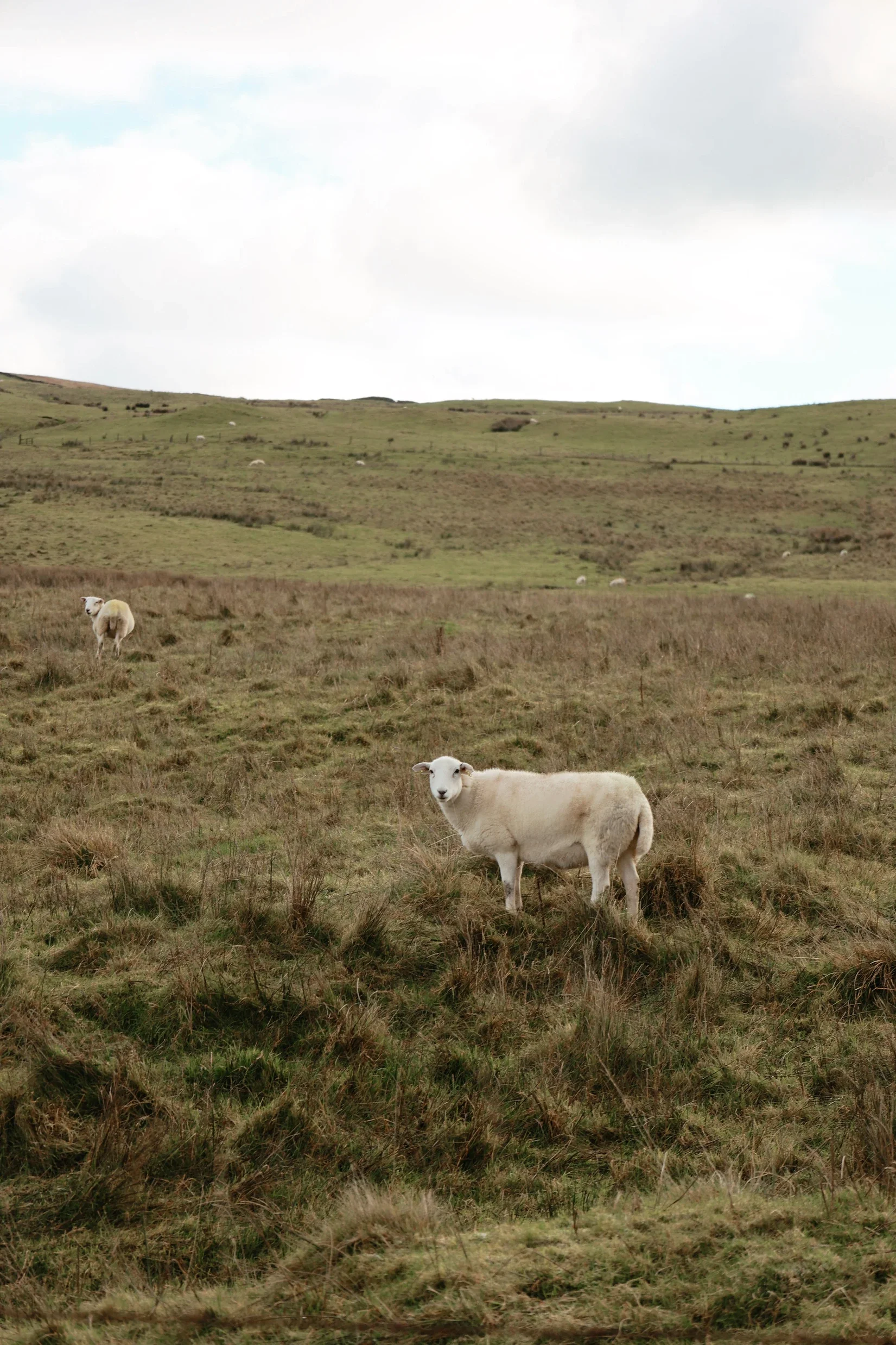 The Ultimate Travel Guide to Northern Ireland