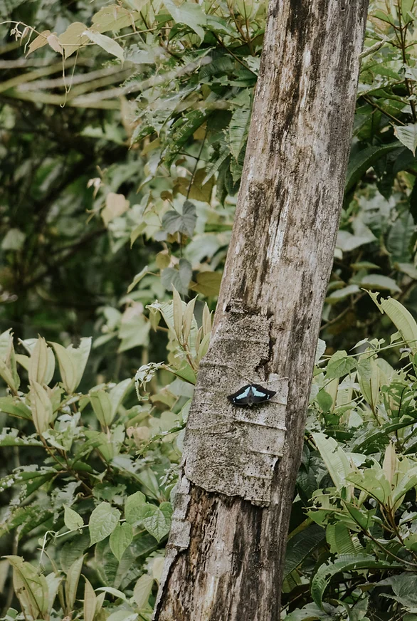 The Ultimate Travel Guide to Costa Rica