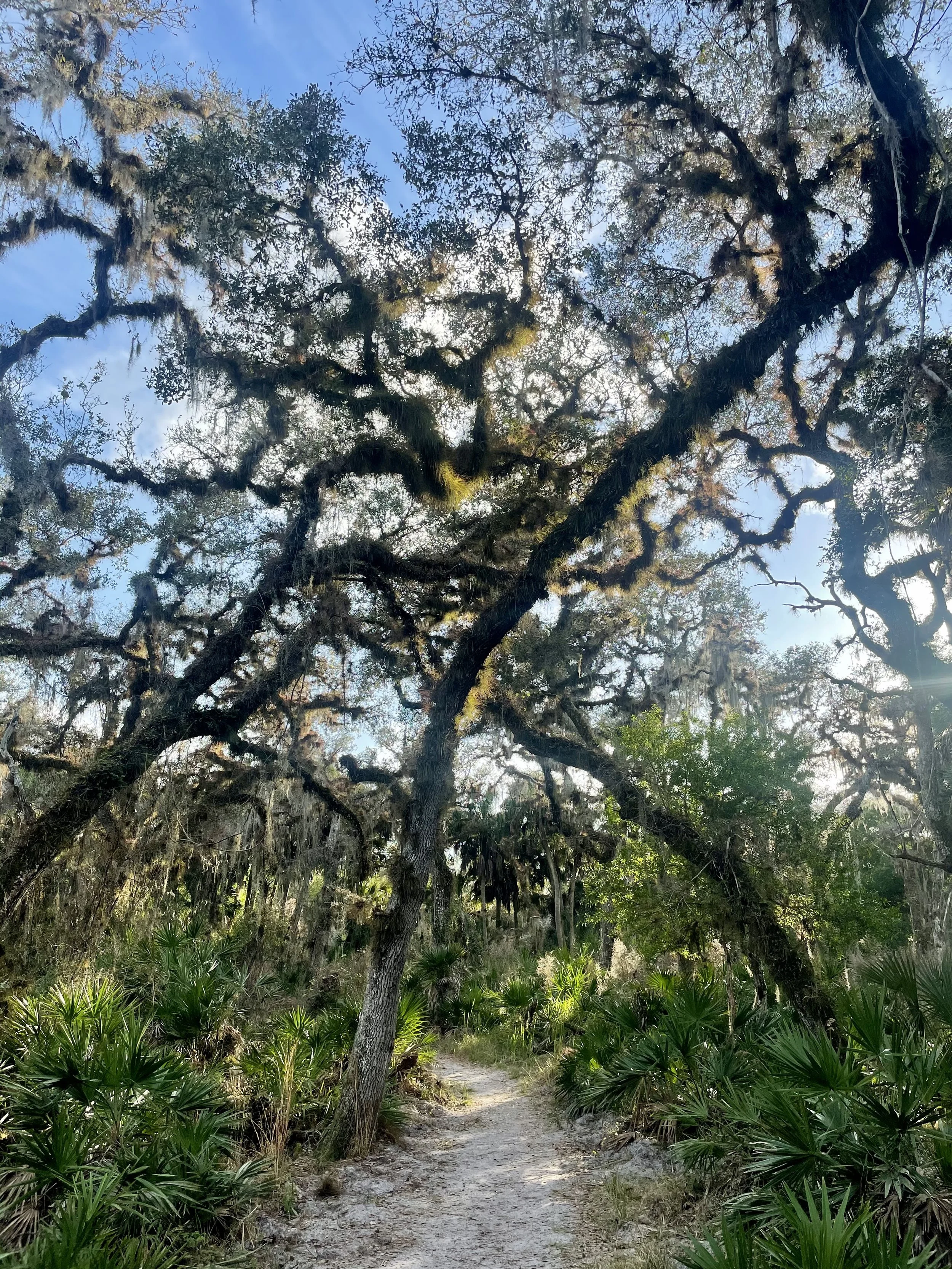 The tangled and erratic green reminded me of the mind. Racing thoughts. [Myakka, FL].