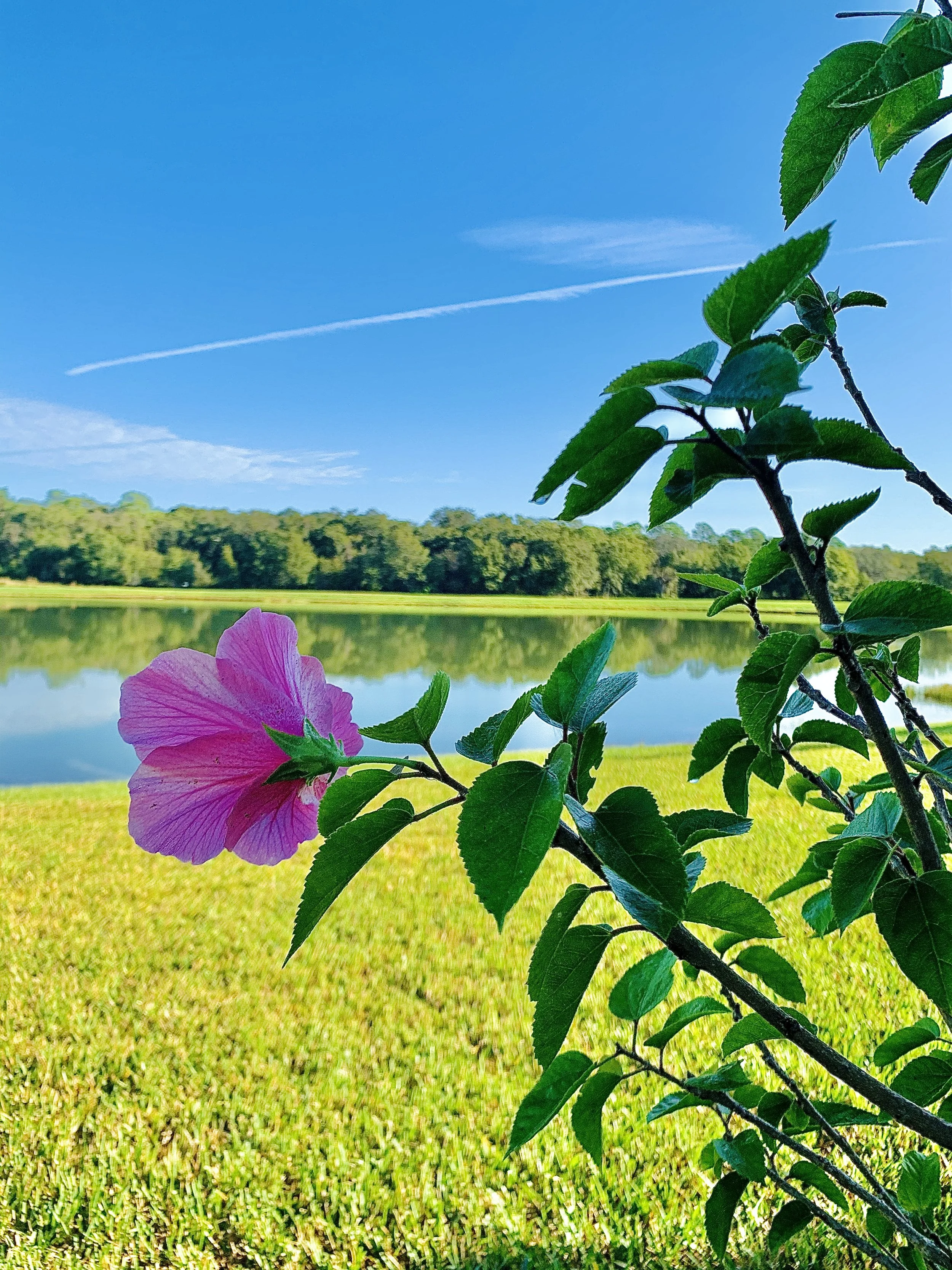 The serenity of the lake combined with the contrasting Pink Hibiscus (my favorite flower) encapsulated the Florida aura.  