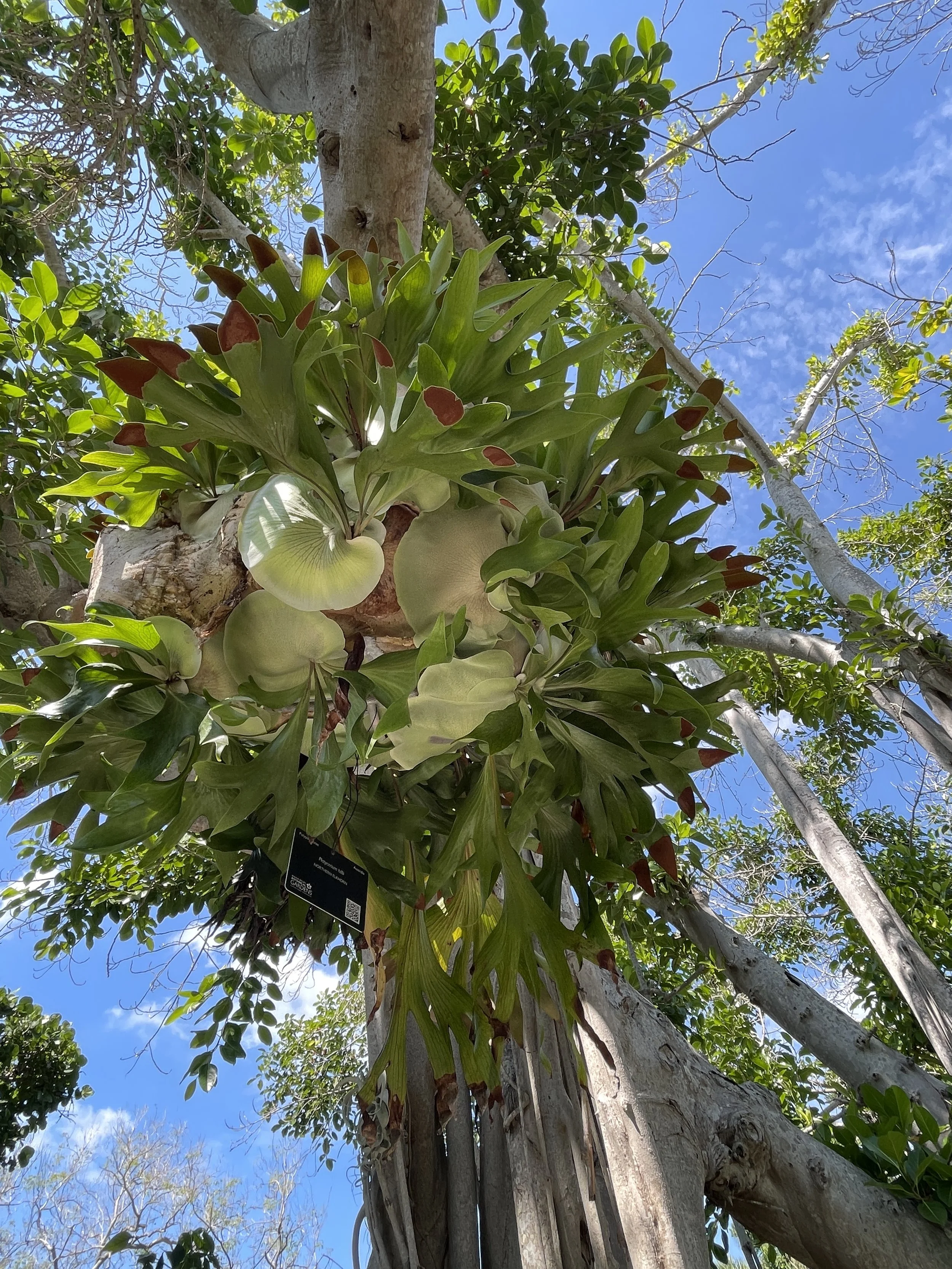 Epiphytes are the definition of teamwork. The reddish/brown tips were reaching out with curiosity. [Marie Selby Botanical Gardens, Sarasota, FL].