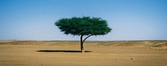 Resilience makes the difference for leaders who thrive