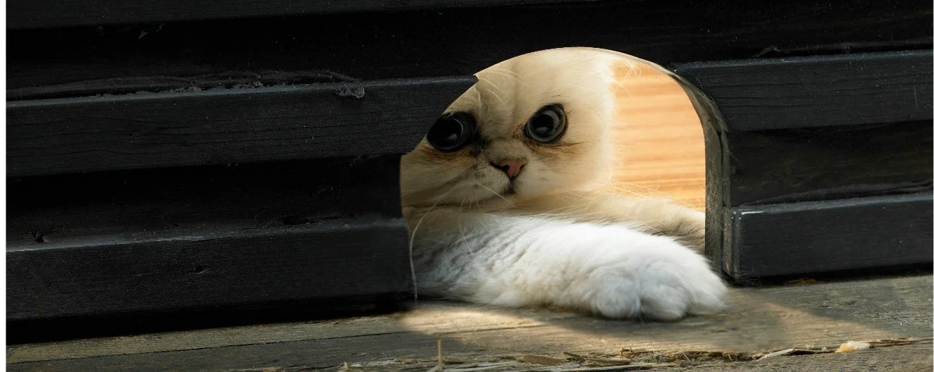 Curiosity is one of the most important characteristics for CEOs