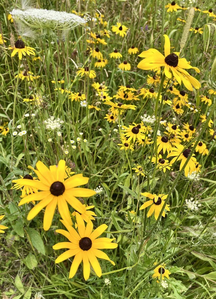 flowers-in-canada_53877724722_l.jpg