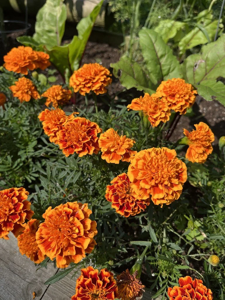 flowers-in-canada_53883084483_l.jpg