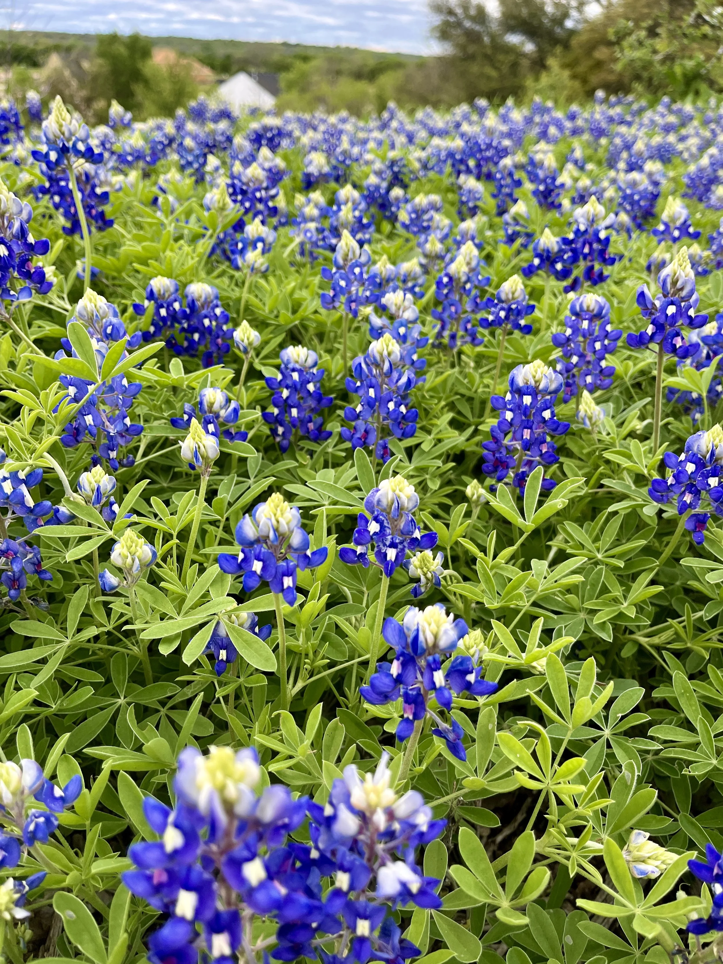 aledo-trails_53628633813_o.jpg