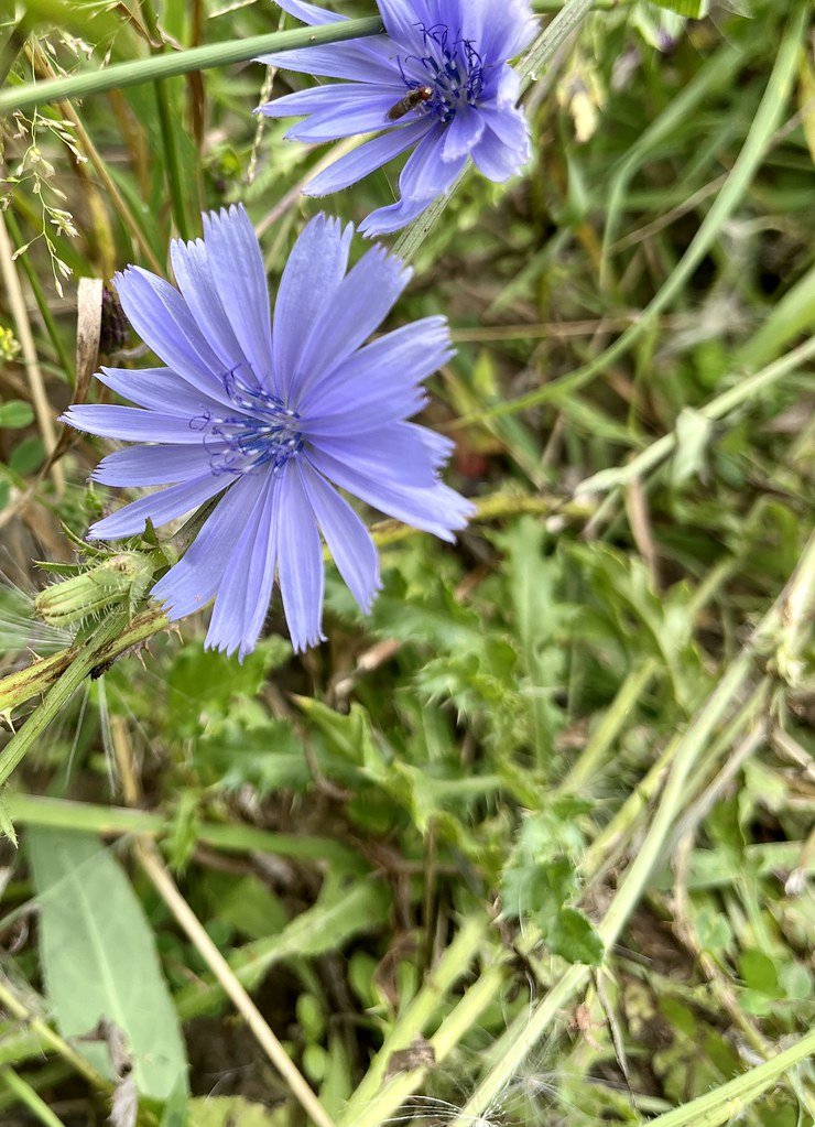 flowers-in-canada_53883259480_l.jpg