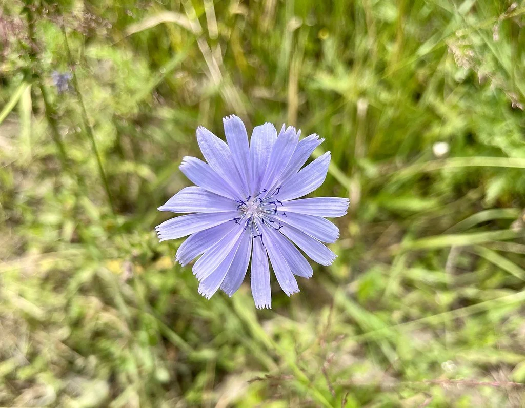 flowers-in-canada_53883079303_l.jpg