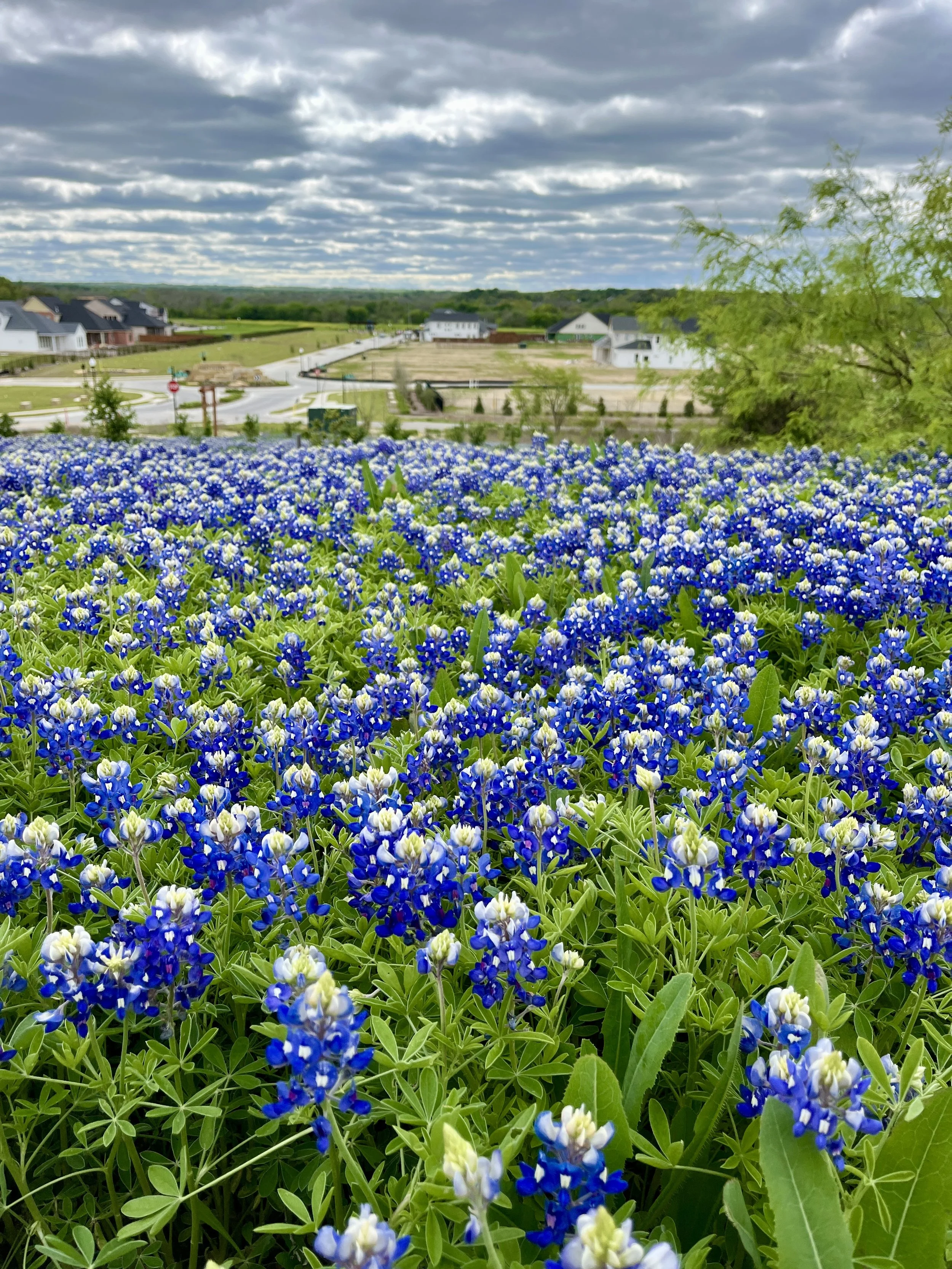 aledo-trails_53628633718_o.jpg