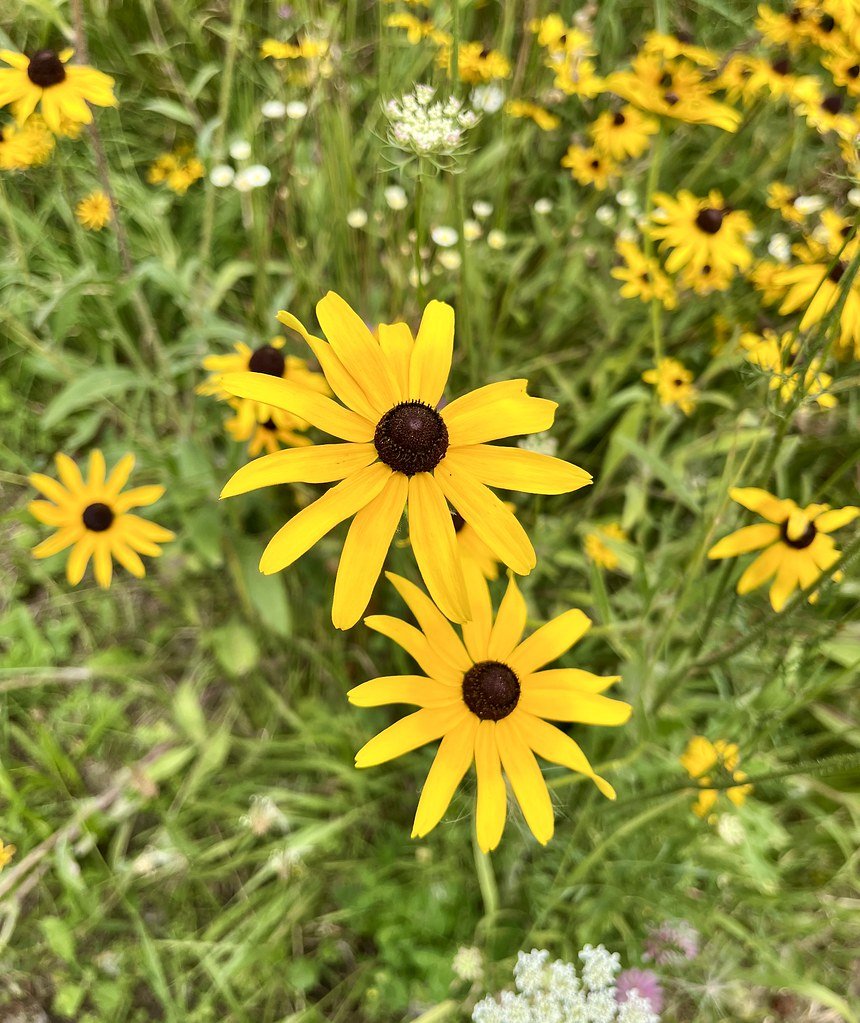 flowers-in-canada_53881950477_l.jpg