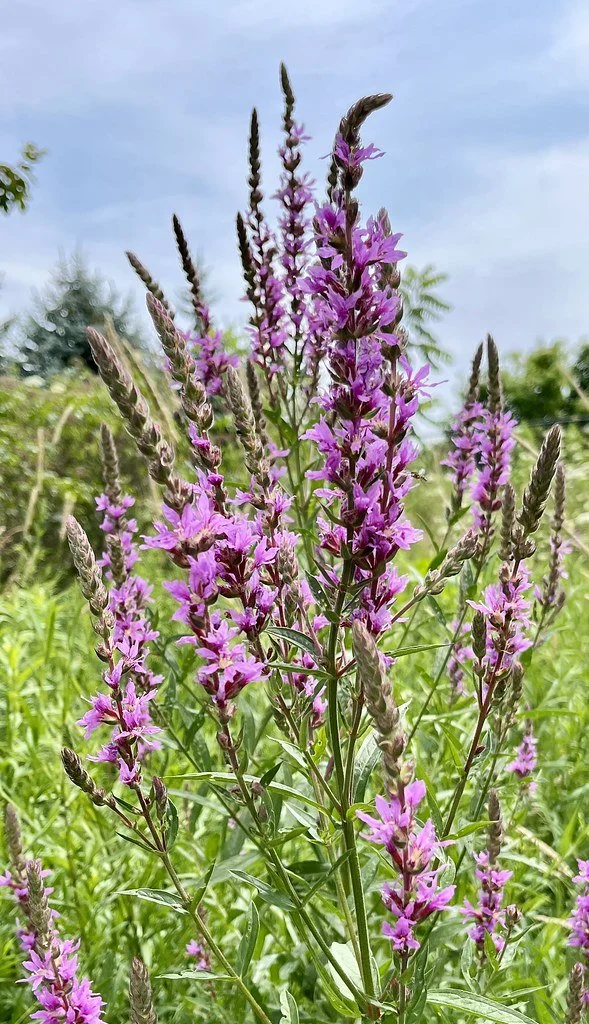 flowers-in-canada_53882838336_l.jpg