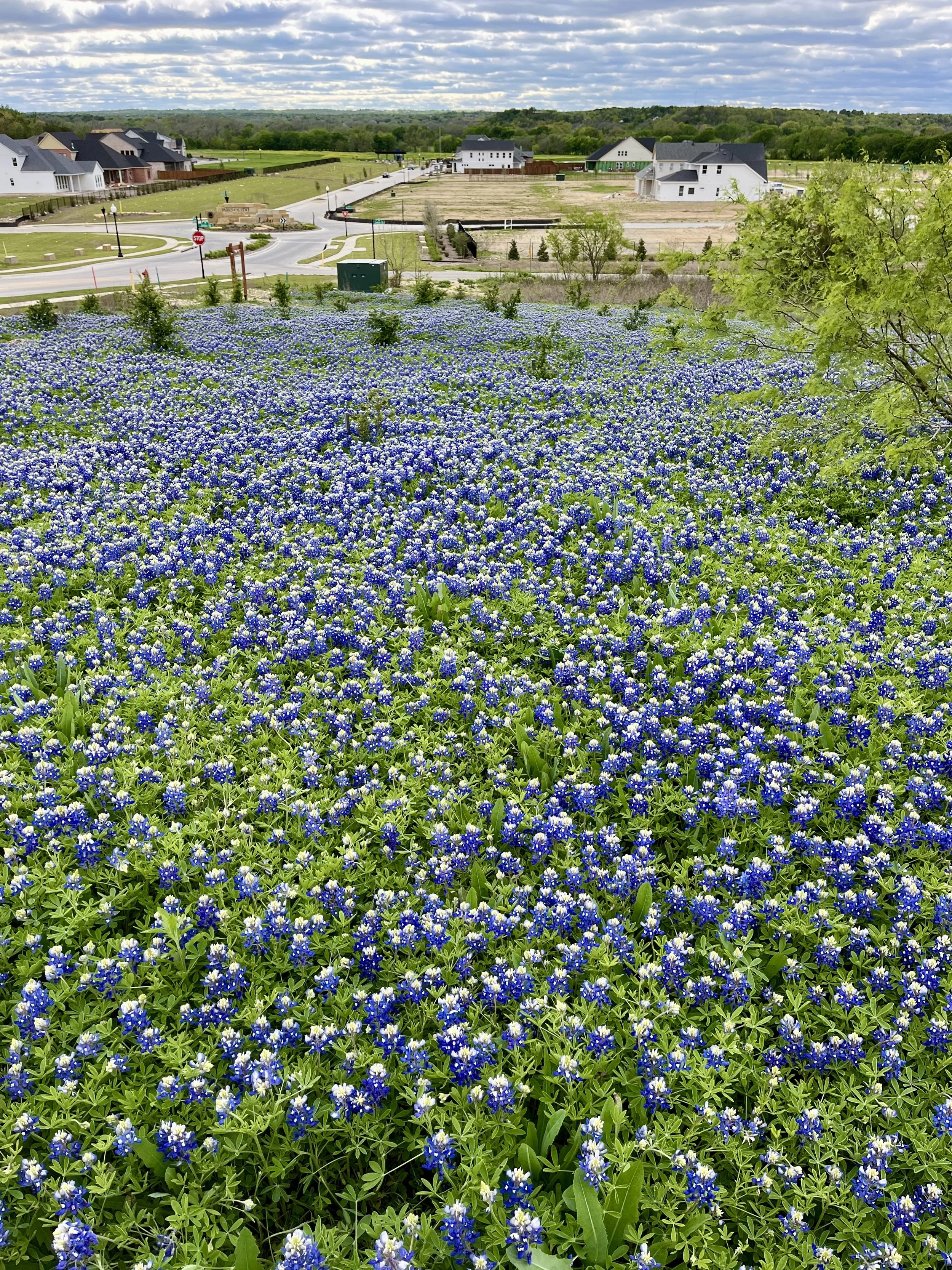 aledo-trails_53628763714_o.jpg