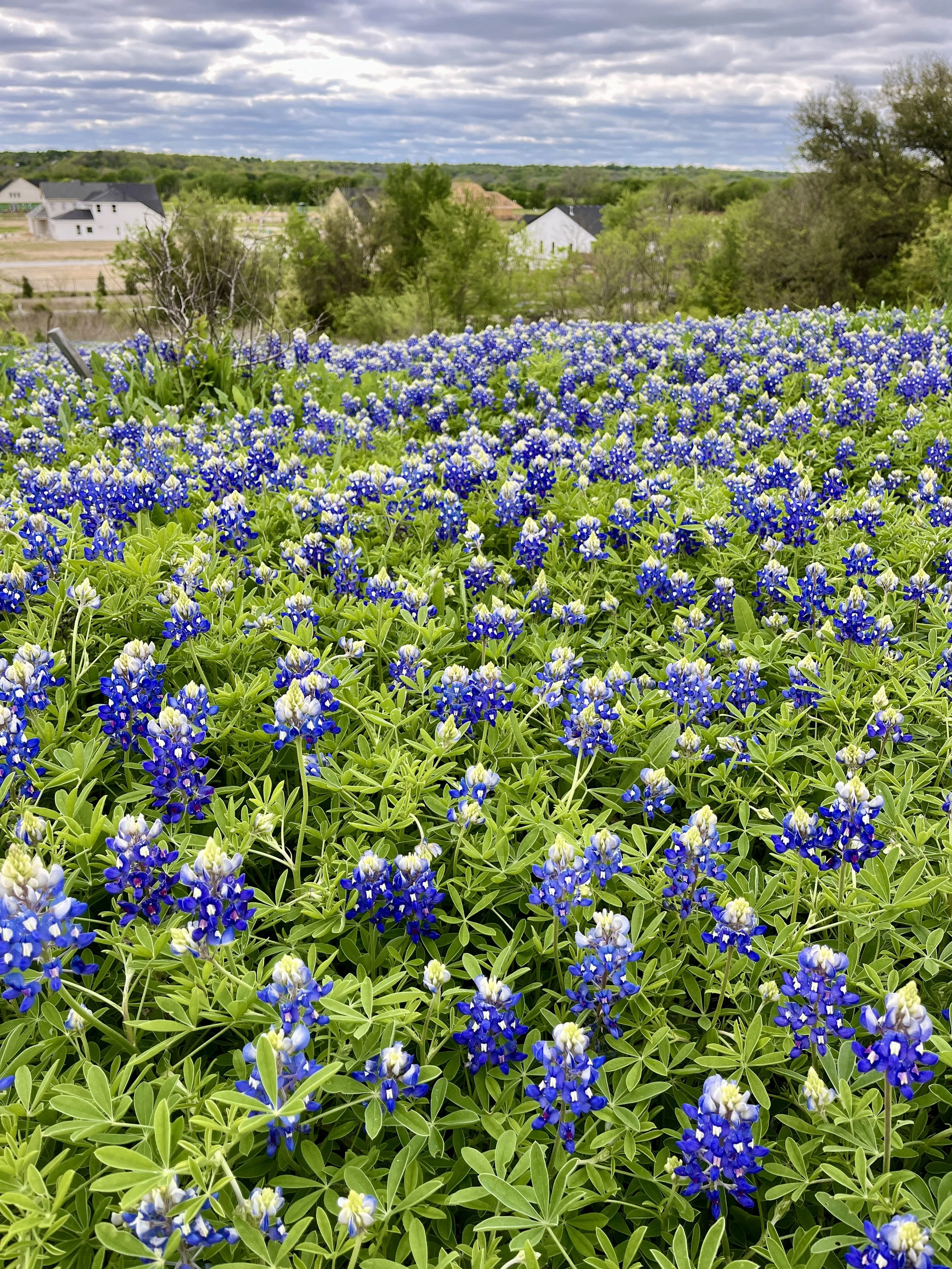 aledo-trails_53628431176_o.jpg