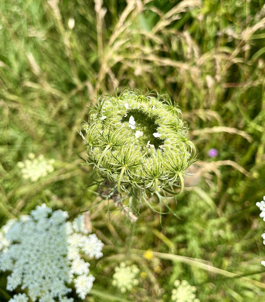 flowers-in-canada_53881950482_l.jpg