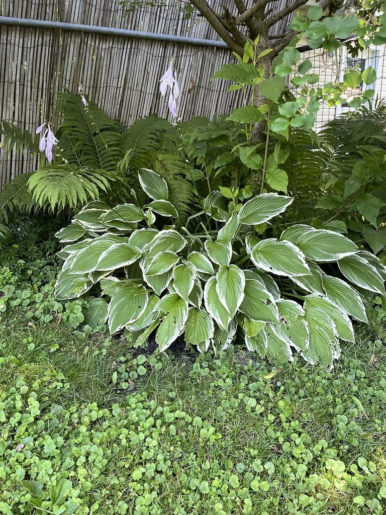 flowers-in-canada_53882838286_l.jpg