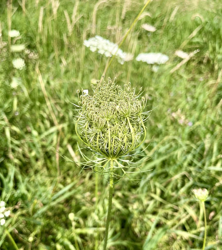 flowers-in-canada_53878857643_l.jpg