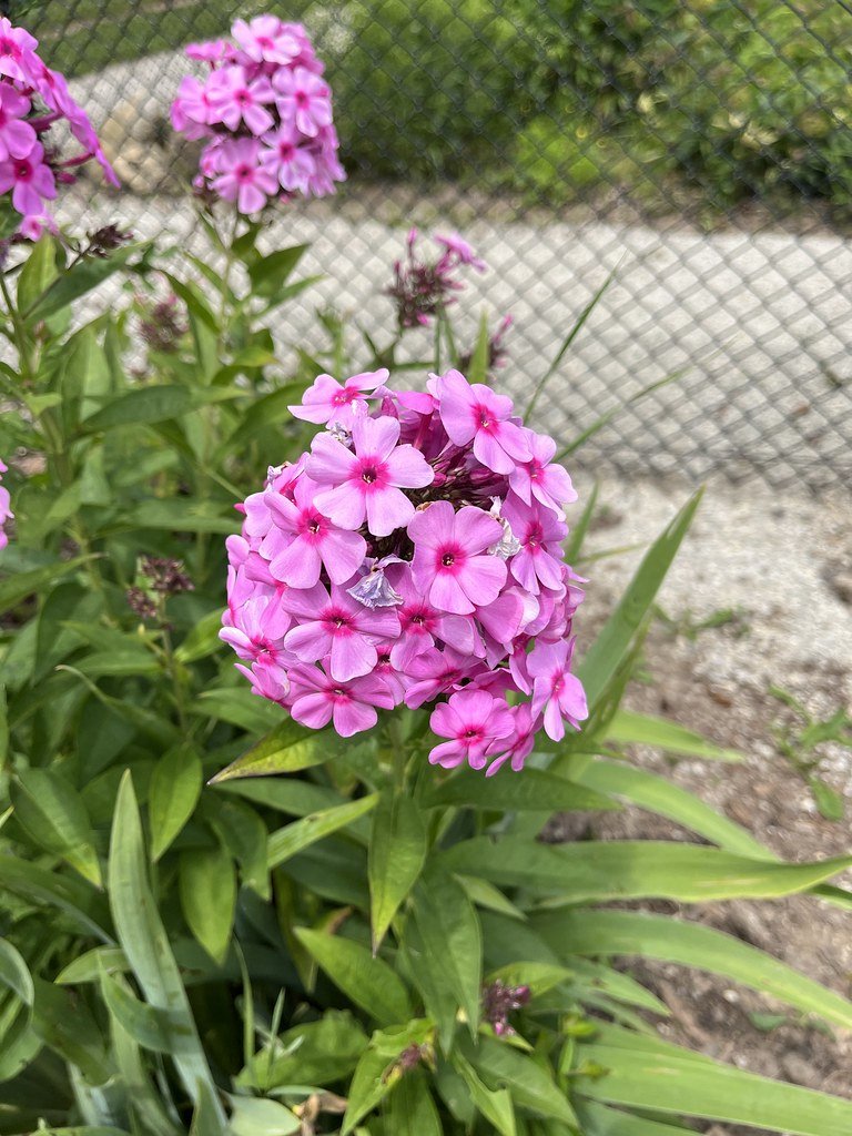 flowers-in-canada_53878806268_l.jpg
