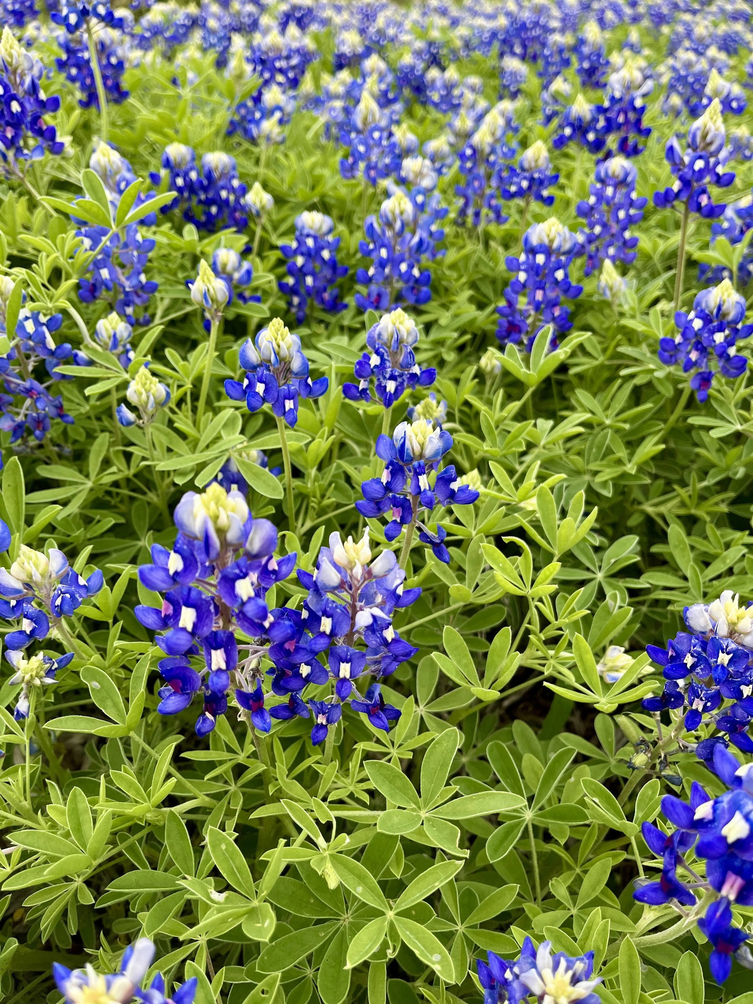 aledo-trails_53628875420_o.jpg