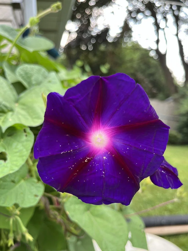 flowers-in-canada_53878983065_l.jpg