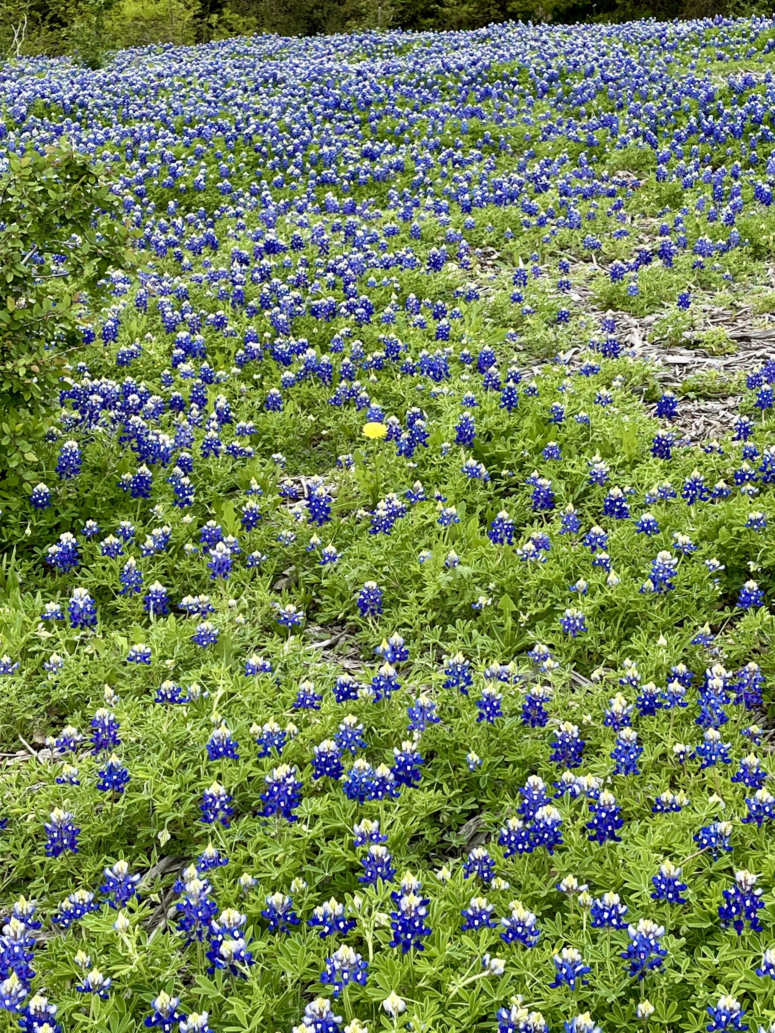aledo-trails_53628430876_o.jpg